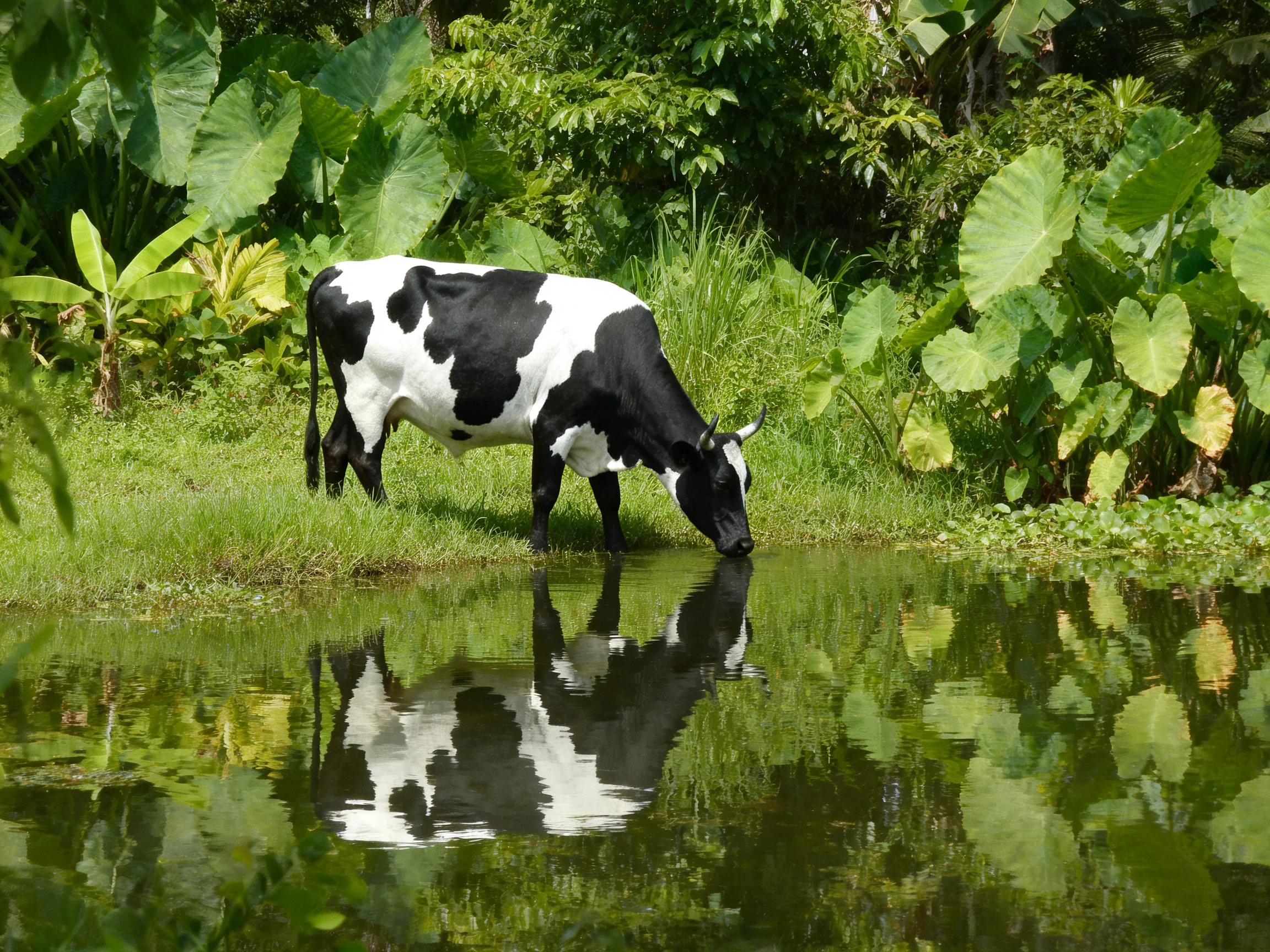 A black and white cow drinks from a calm pond amid lush green foliage
