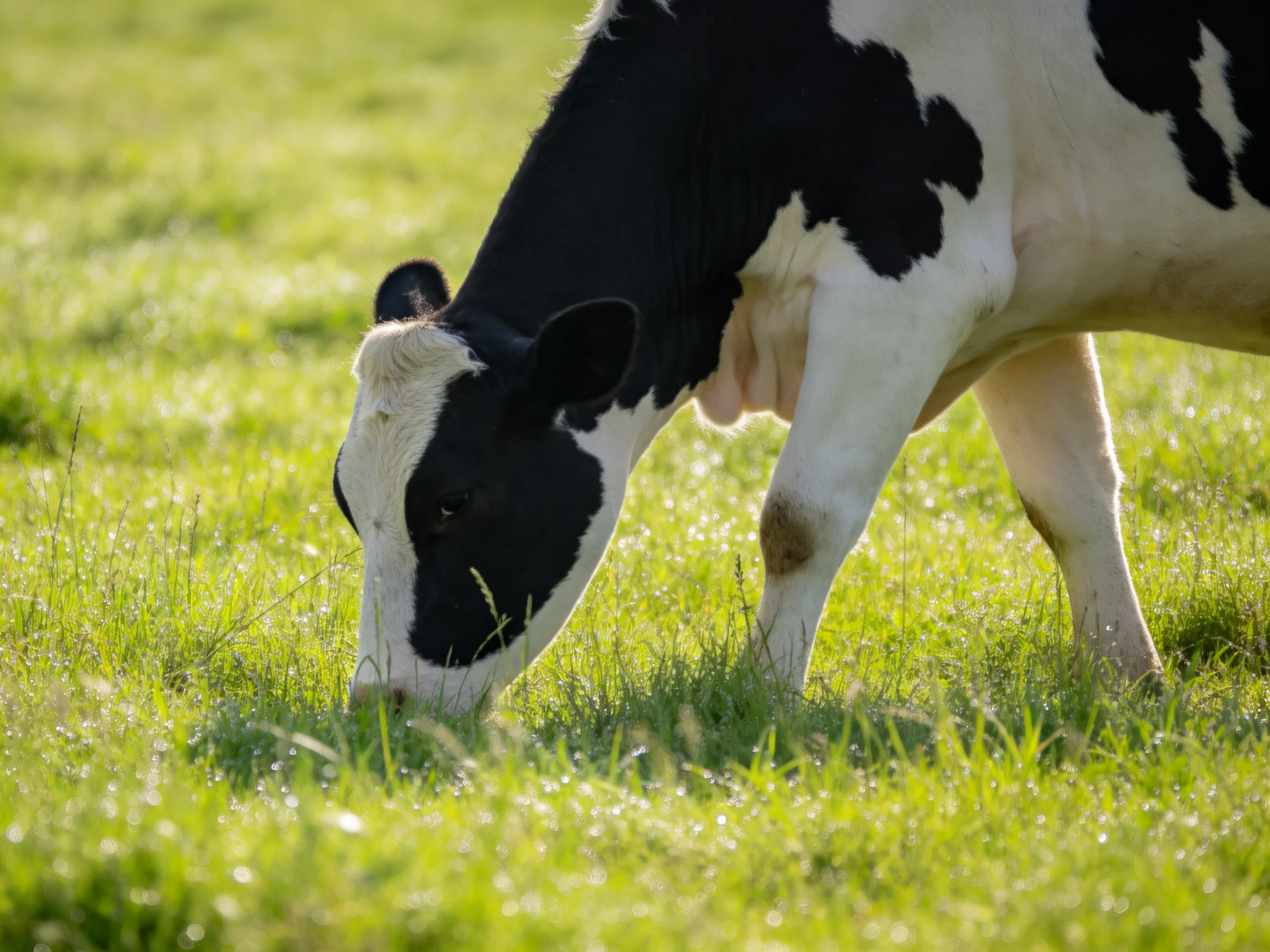 A black and white cow grazes in a sunlit green pasture.
