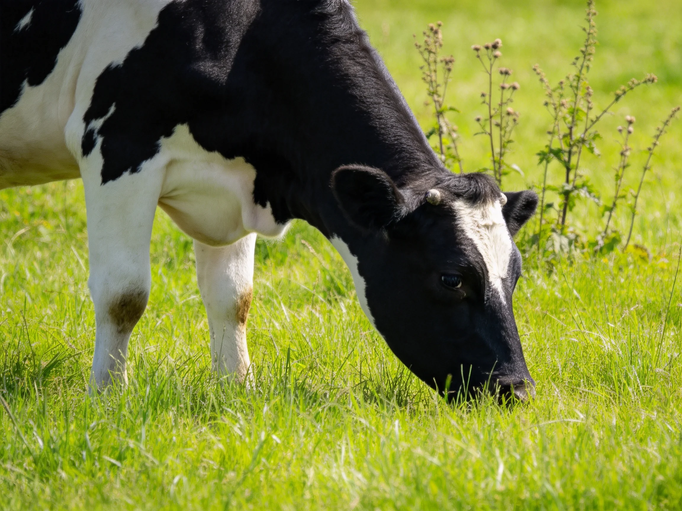 A black and white cow grazes in a sunlit green pasture.