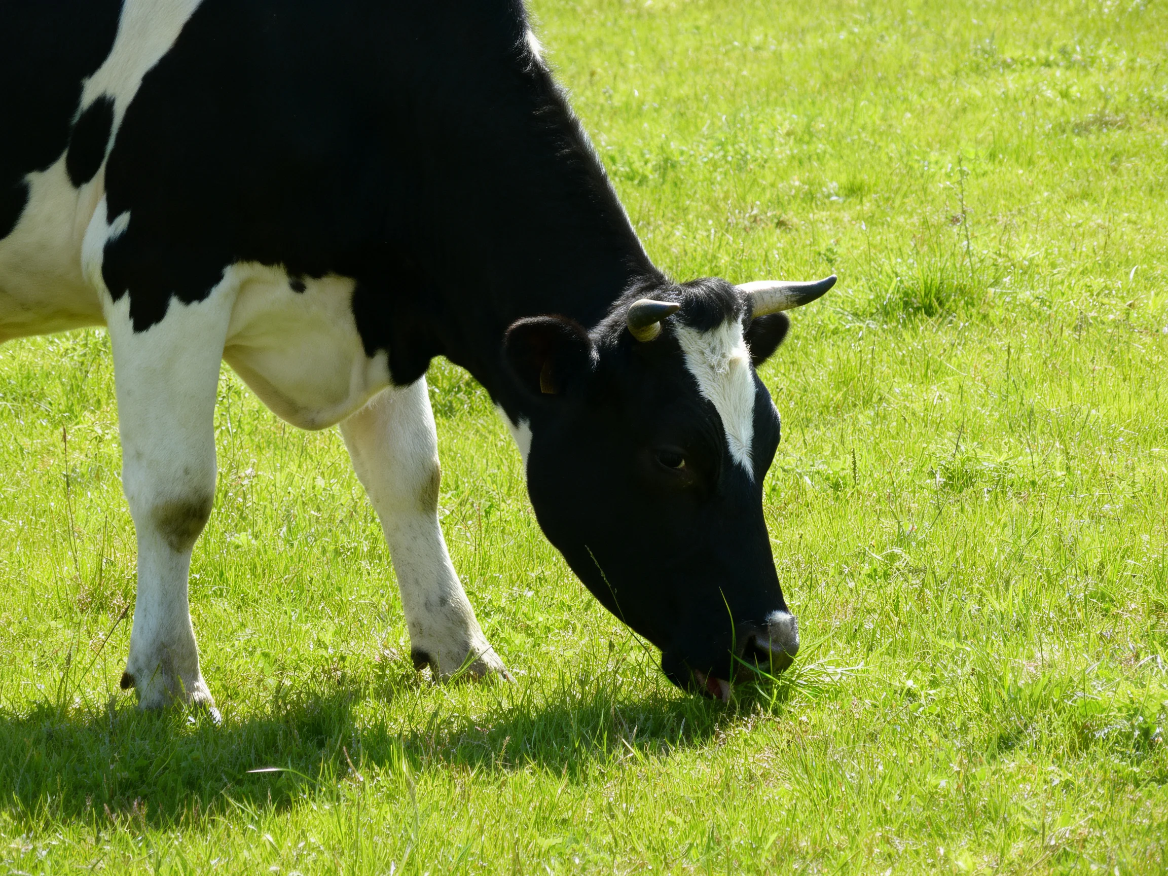 A black and white cow grazing in lush green pasture