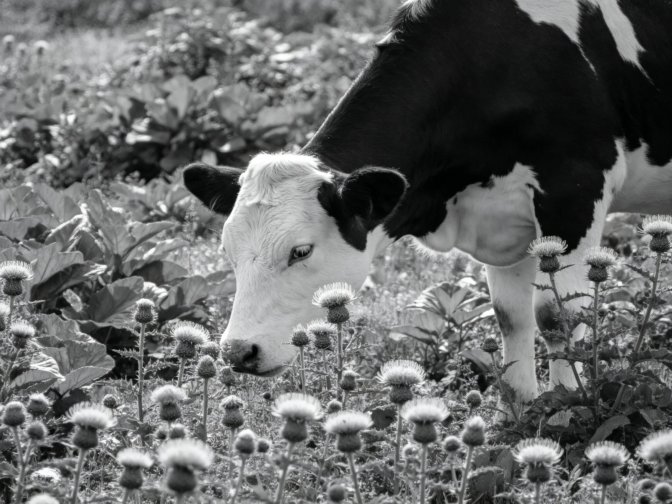 A black-and-white cow grazing near thistle blooms in a lush field
