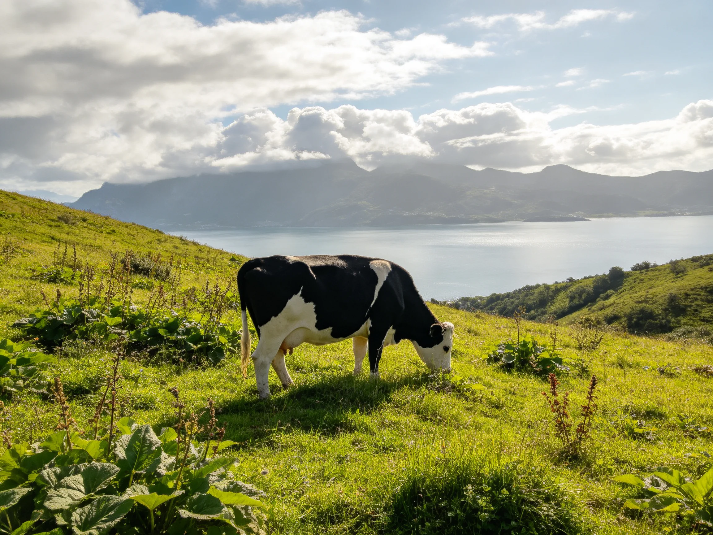 A black-and-white cow grazes on a verdant hillside near a calm lake.