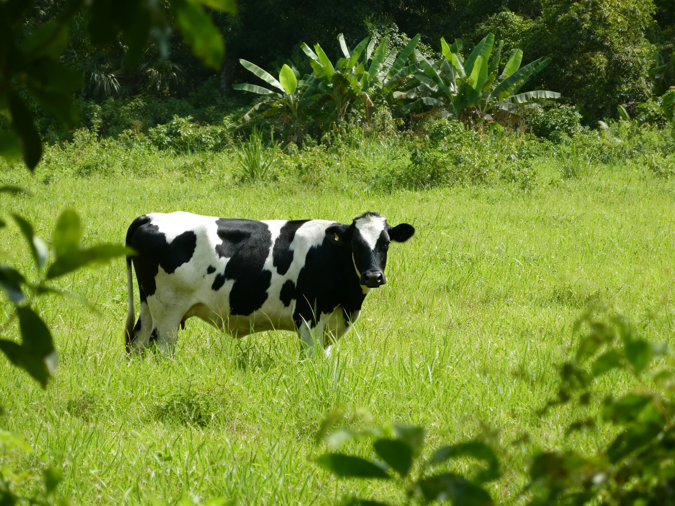 A black and white cow stands in a sunlit meadow near tropical plants.