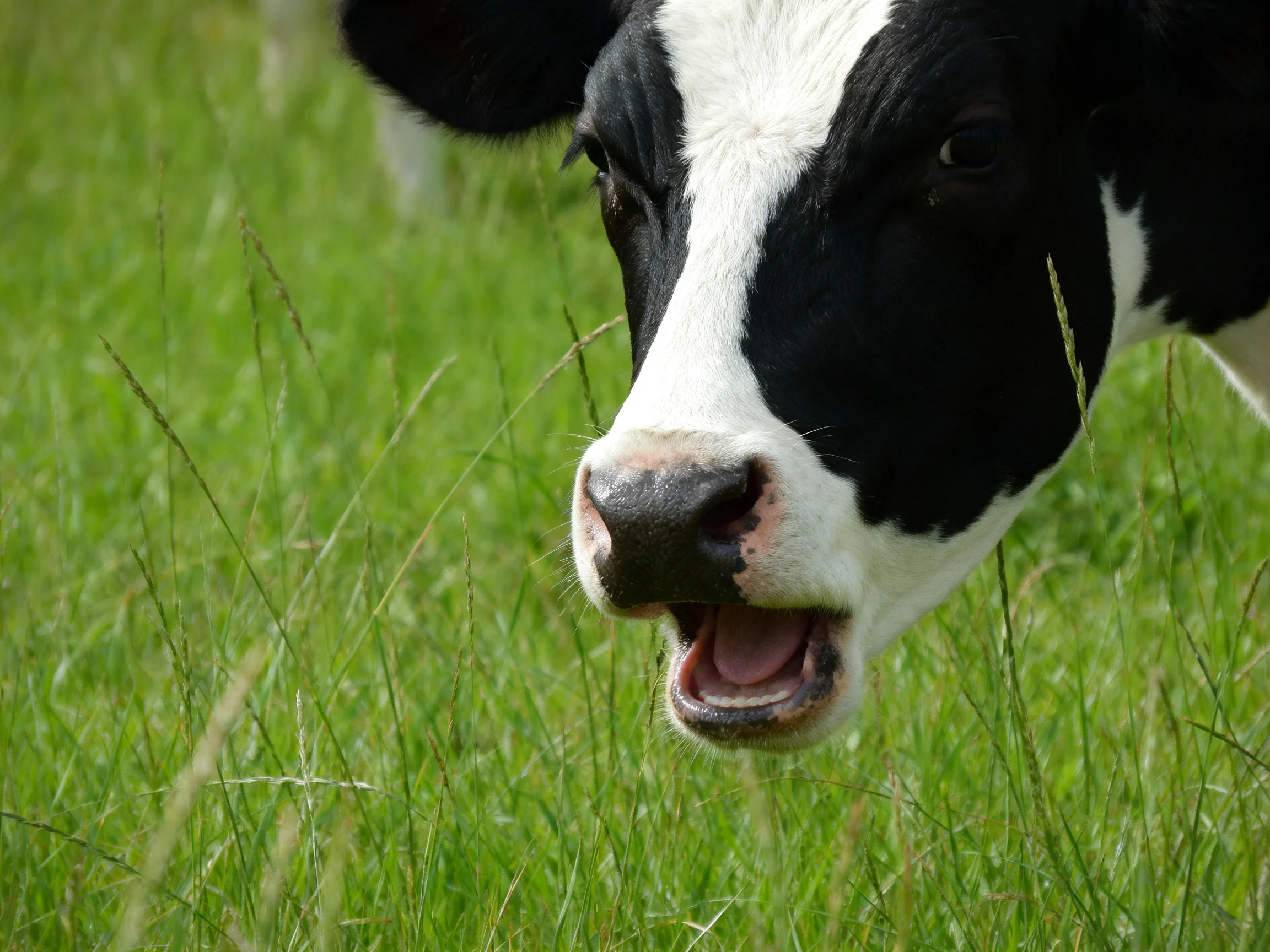 A black and white cow in lush green grass with open mouth