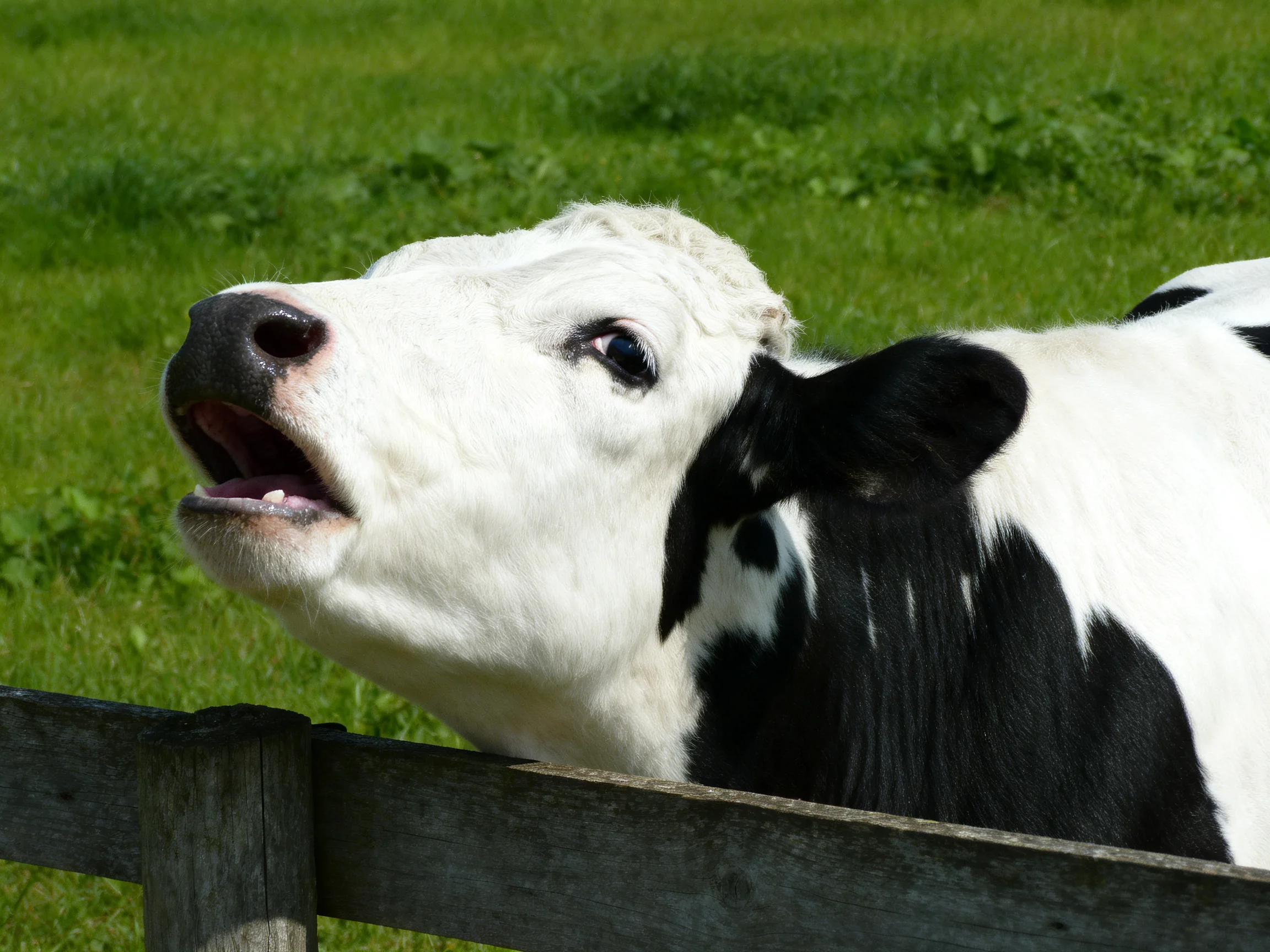 A black and white cow leans over a weathered wooden fence in a sunny green pasture