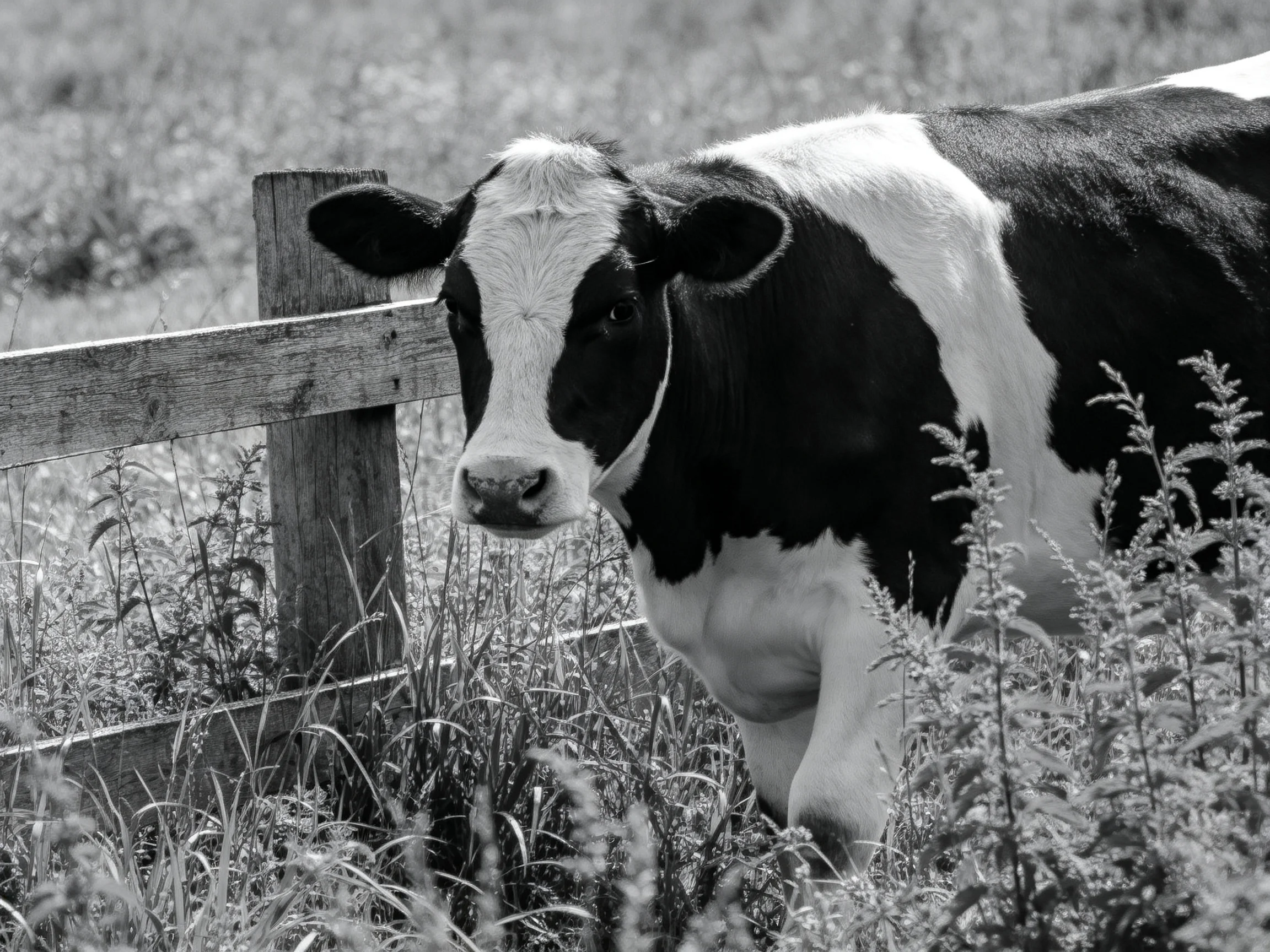 A black and white cow near a weathered wooden fence in tall grass