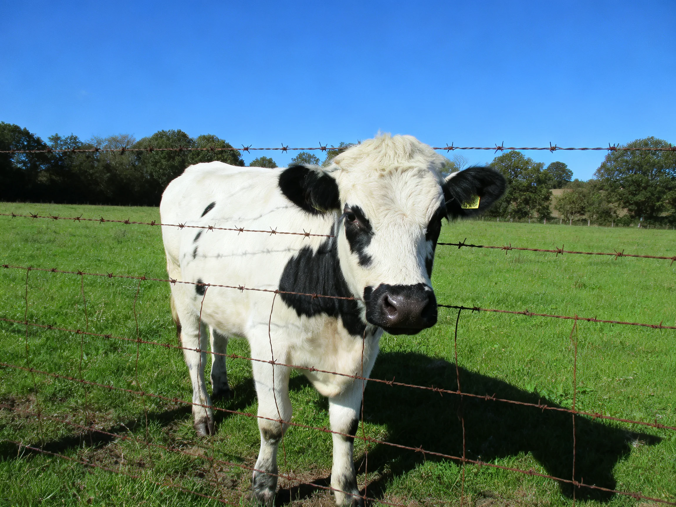 A black - and - white cow near rusty barbed wire fencing in a green pasture