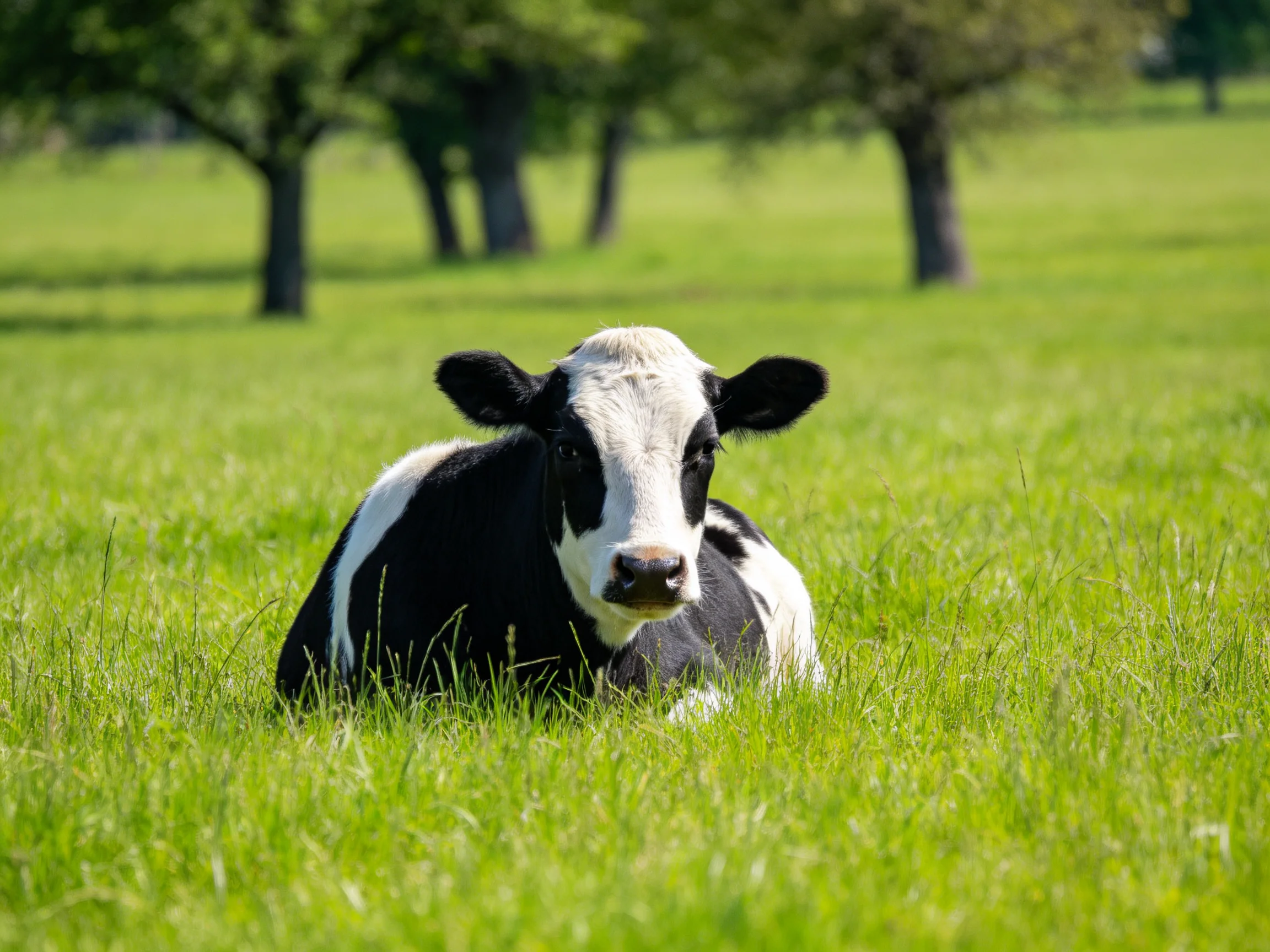 A black and white cow rests calmly in a sunlit green pasture near trees.