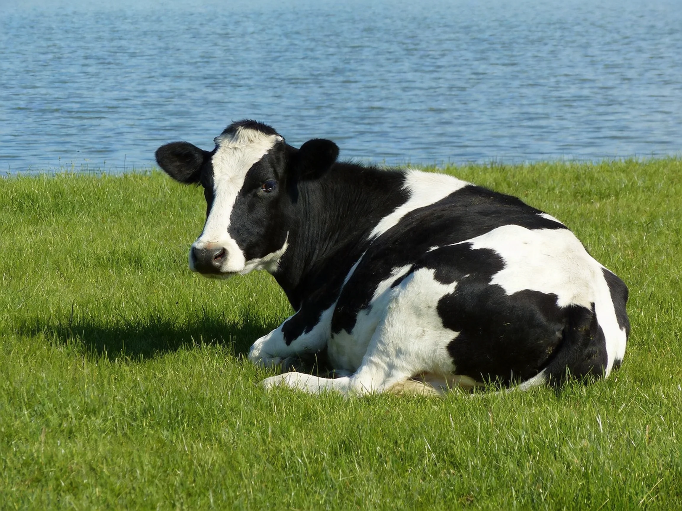 A black and white cow resting on lush green grass by calm blue water