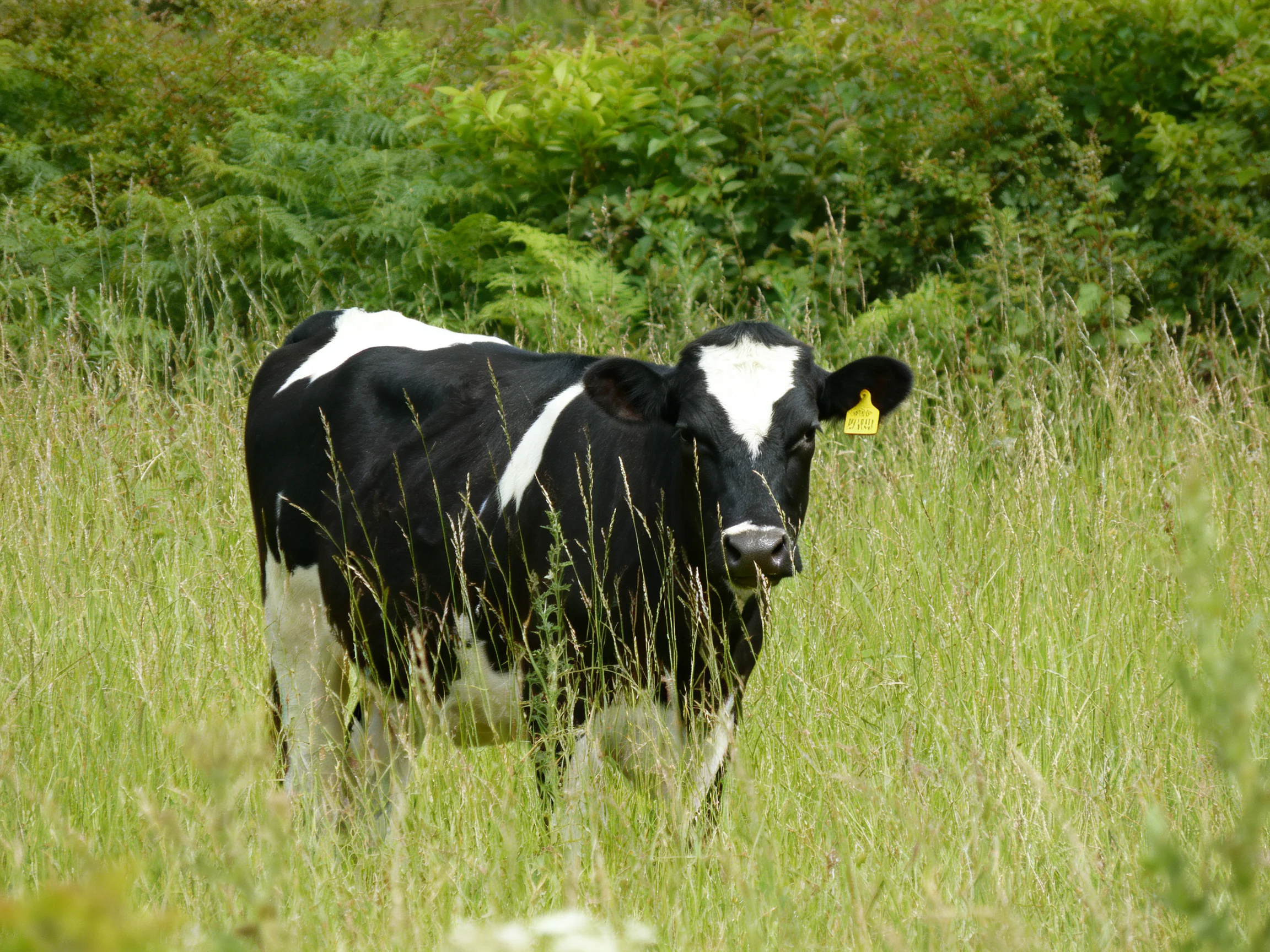 A black and white cow stands amid tall green grass near dense foliage
