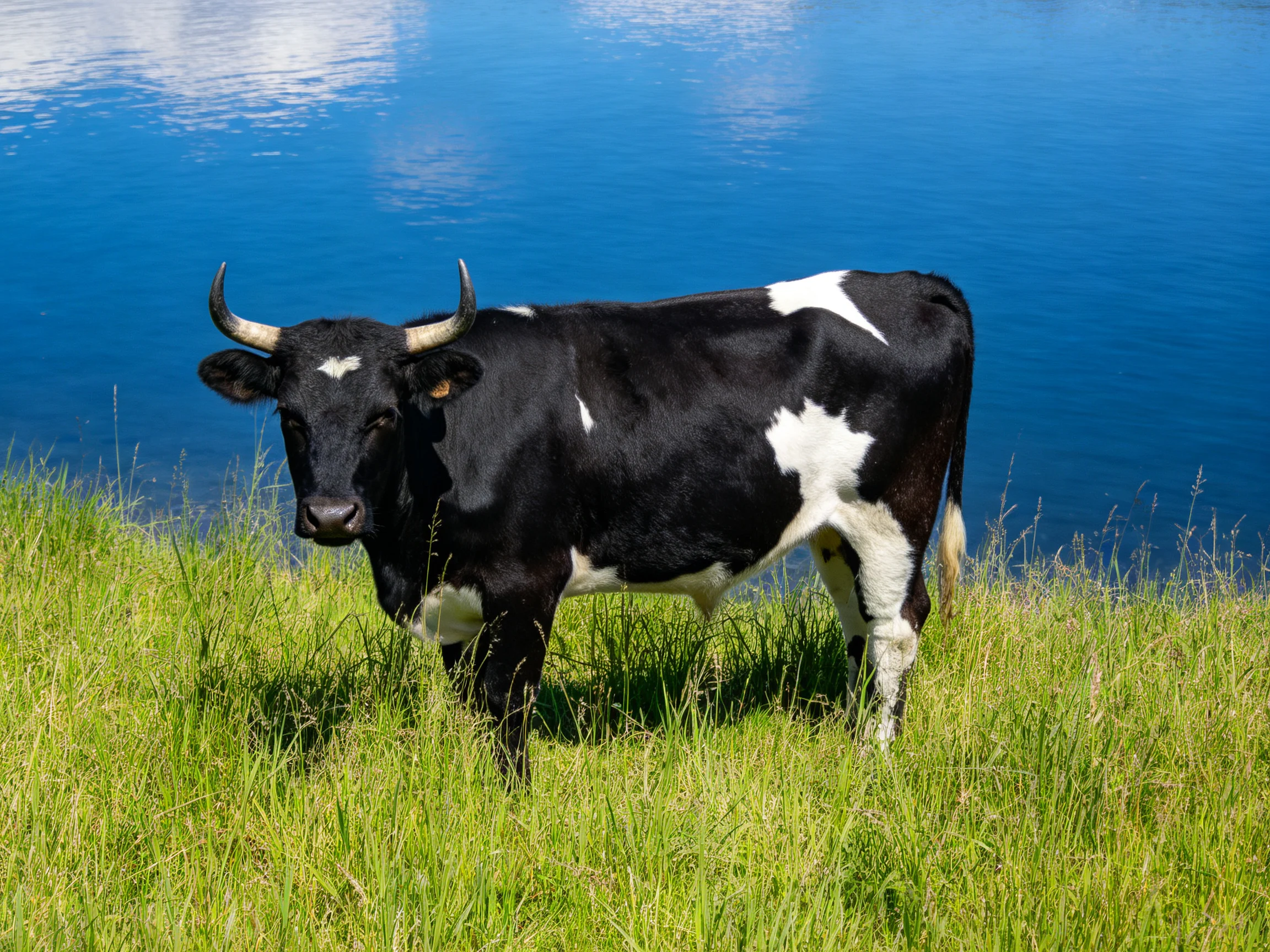 A black and white cow stands by a bright blue body of water