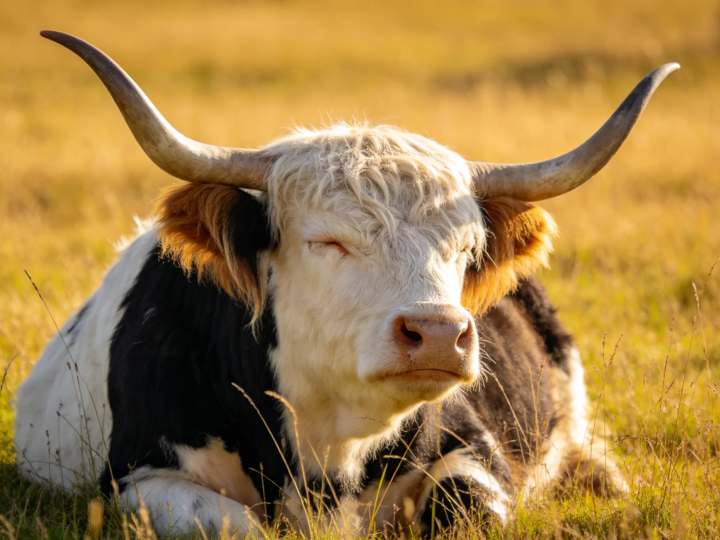 A black-and-white cow with large horns relaxes in a sunlit grassy field.
