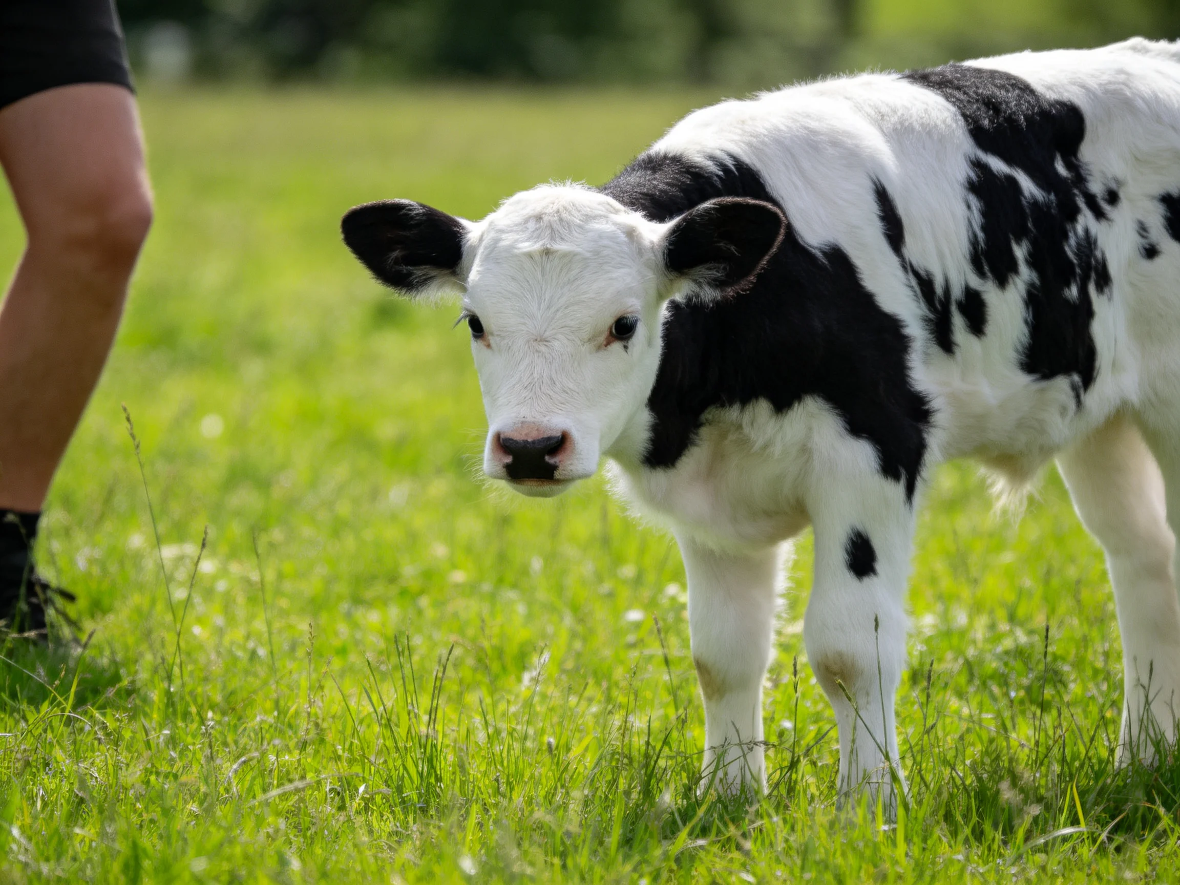 A young black and white spotted cow stands in a grassy area beside a person