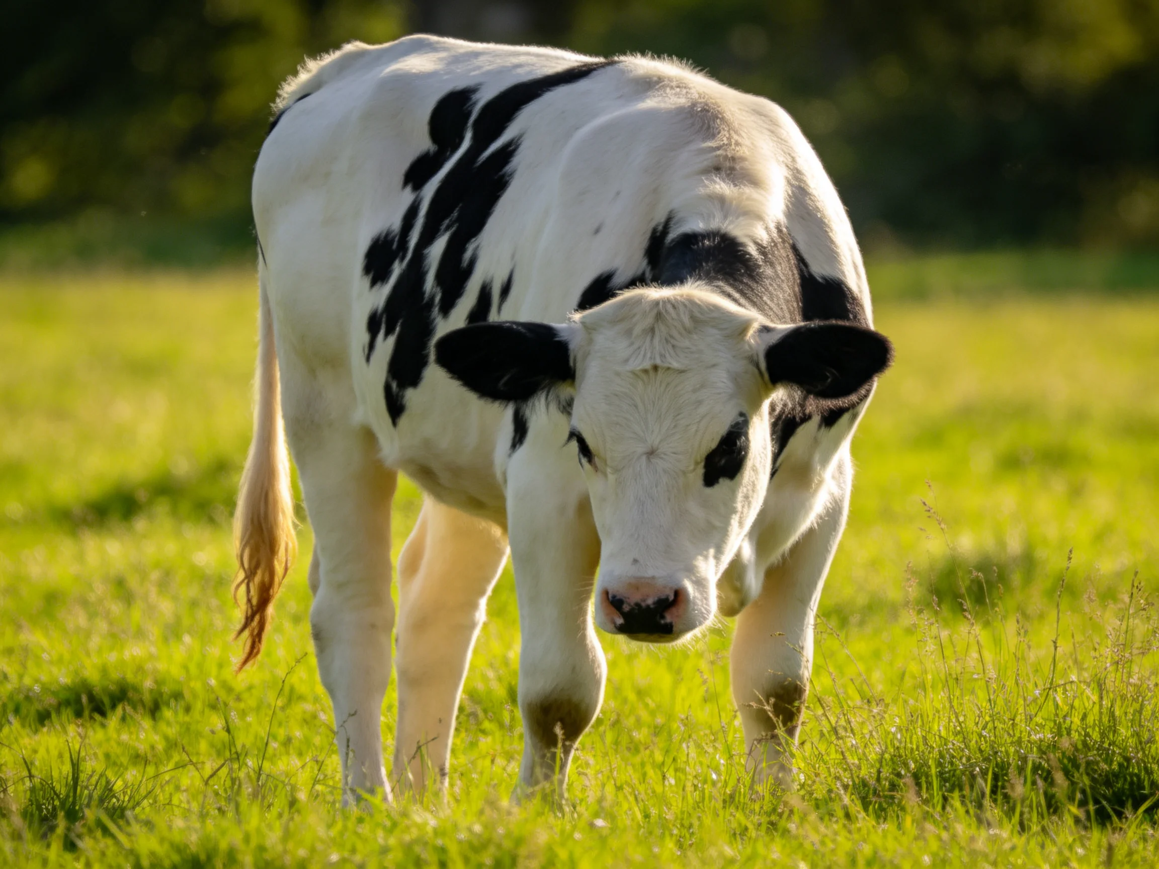 A black-and-white cow grazes in a sunlit green meadow.