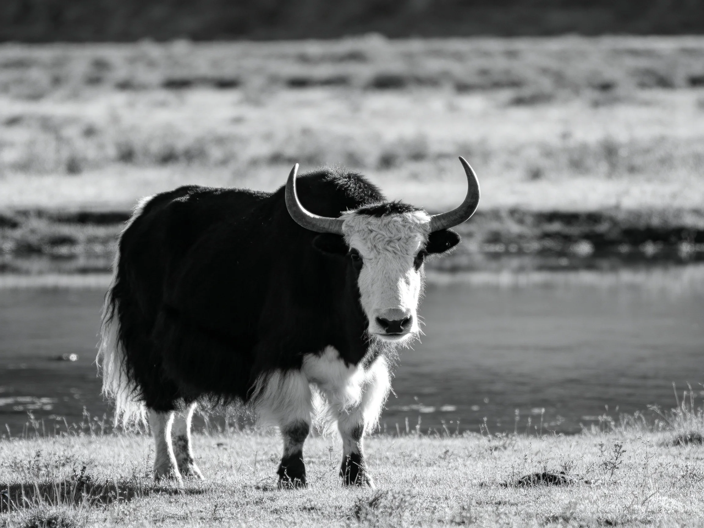 A black-and-white yak with large curved horns stands near a calm body of water.