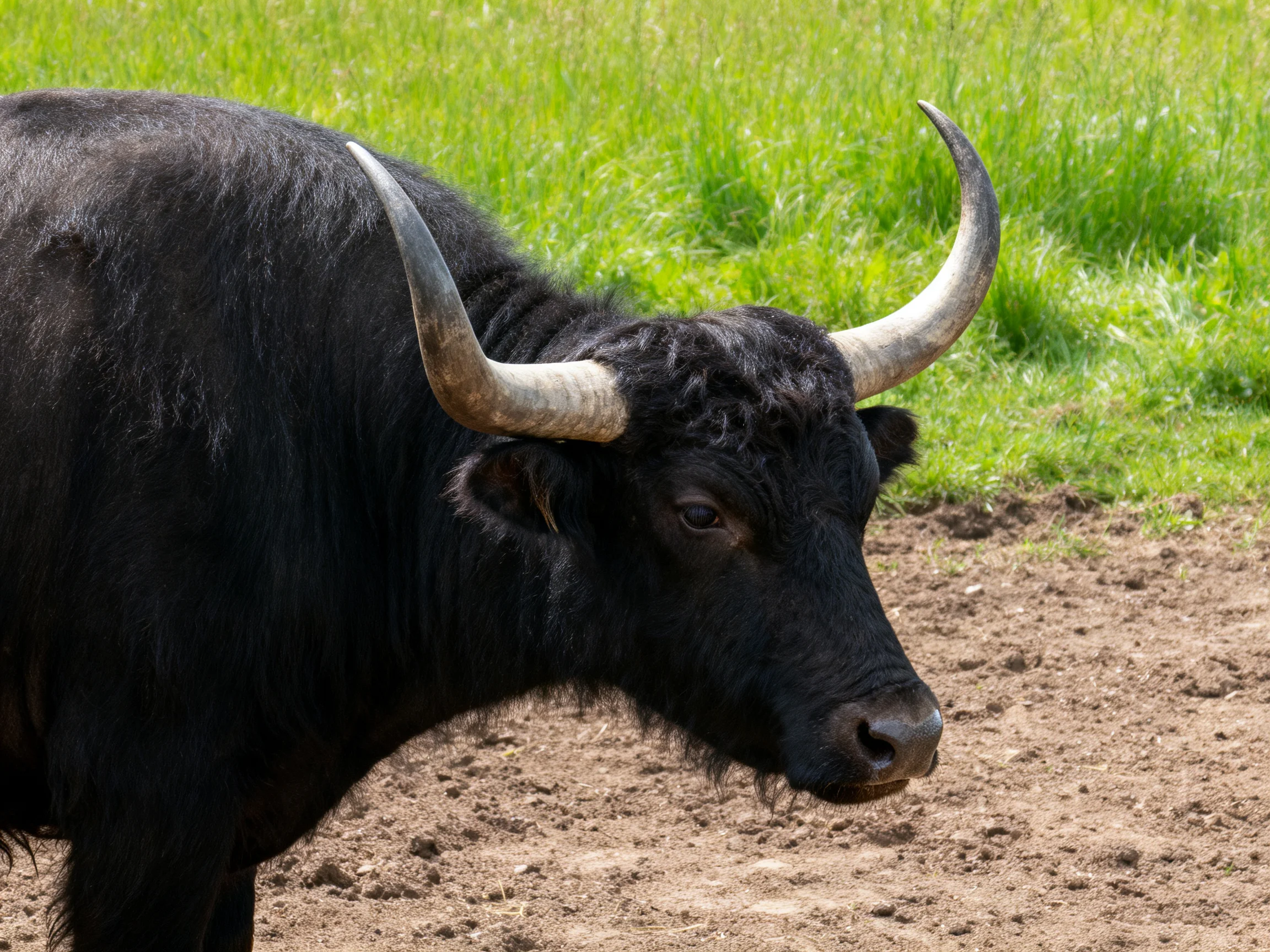 A black buffalo with large curved horns near lushgreen grass