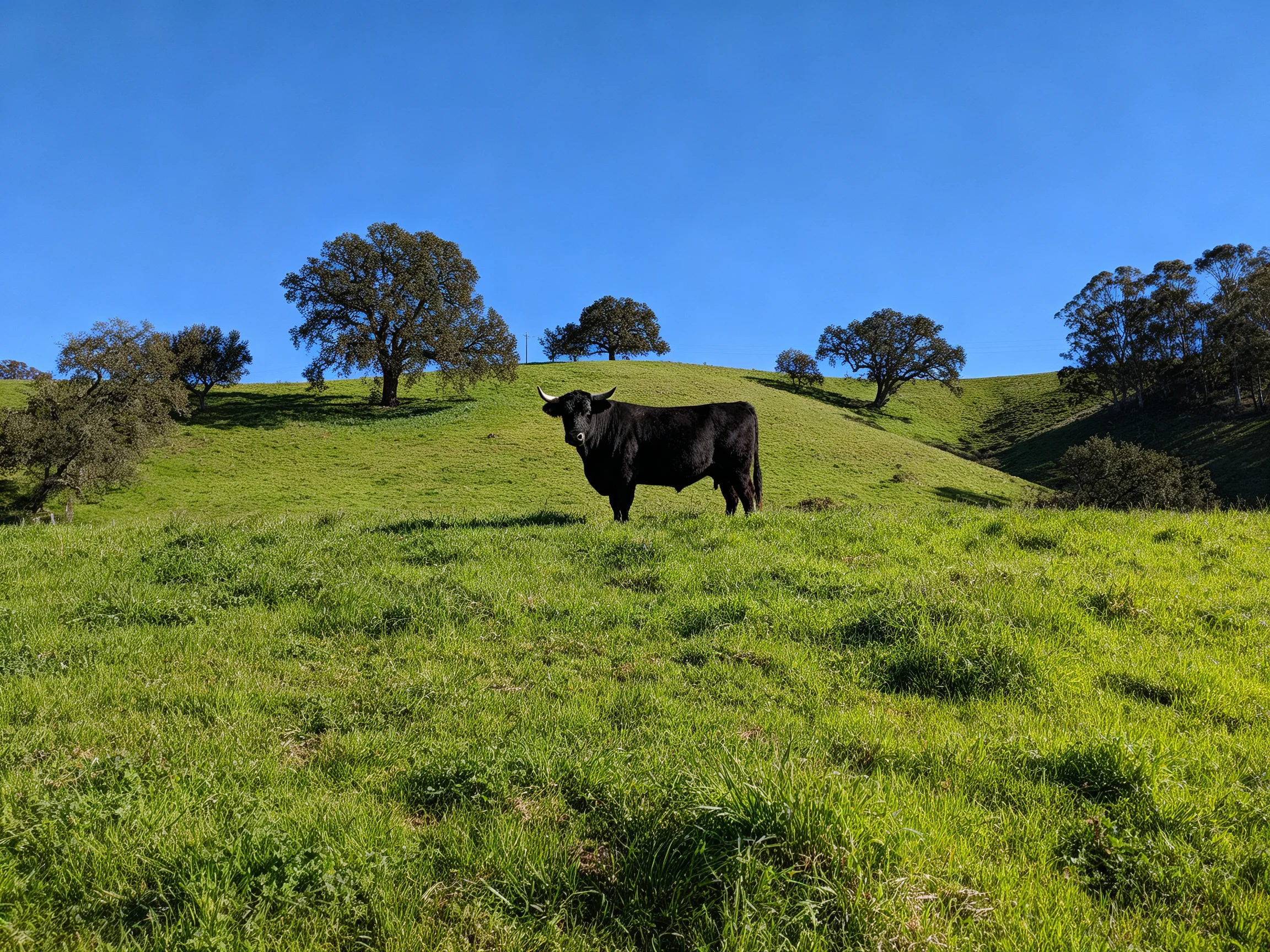 A black bull on a lush green hillside with scattered trees