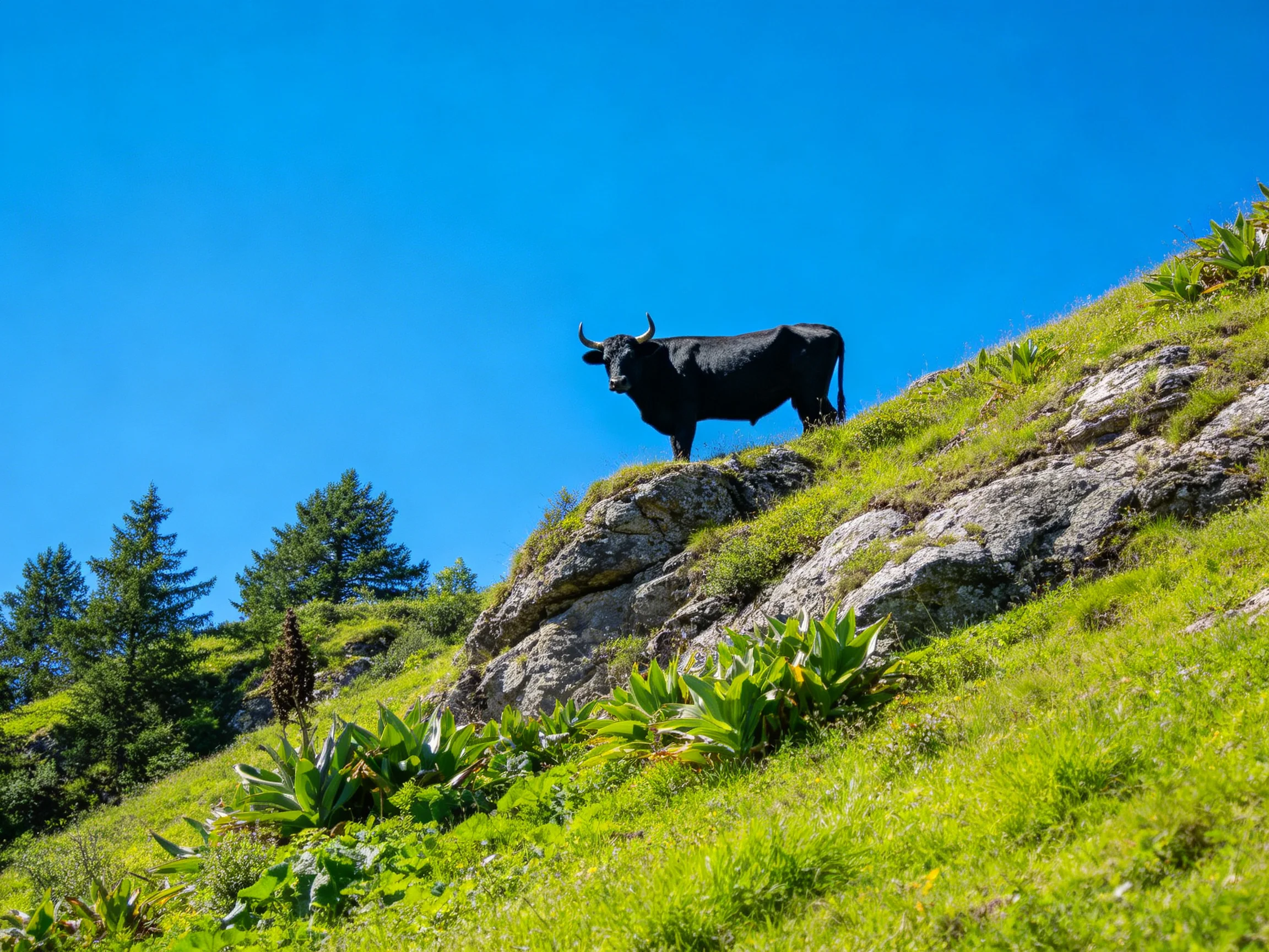 A black bull stands on a rocky green hillside under a clear blue sky