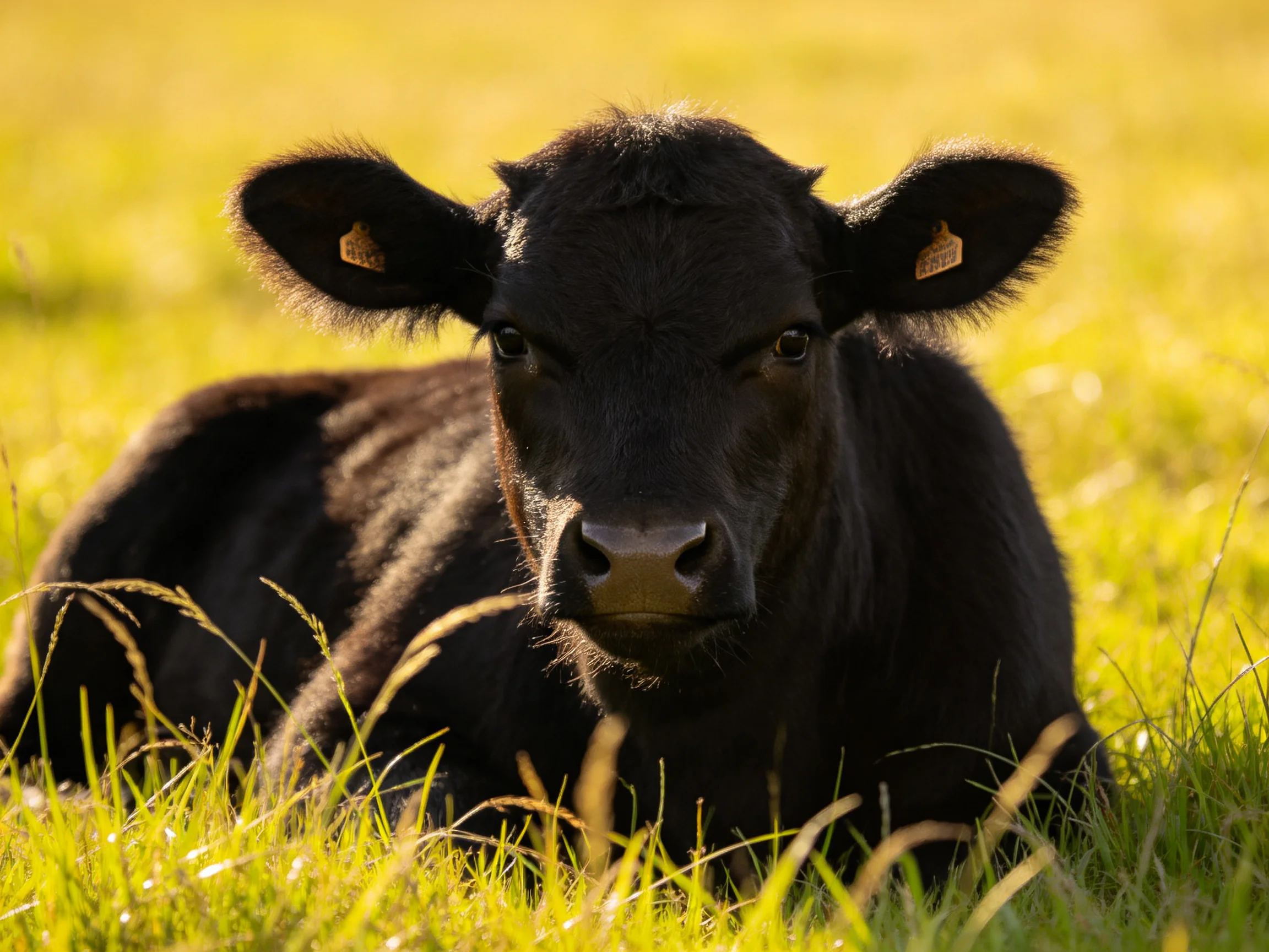 A black calf rests in sunlit golden-green grass