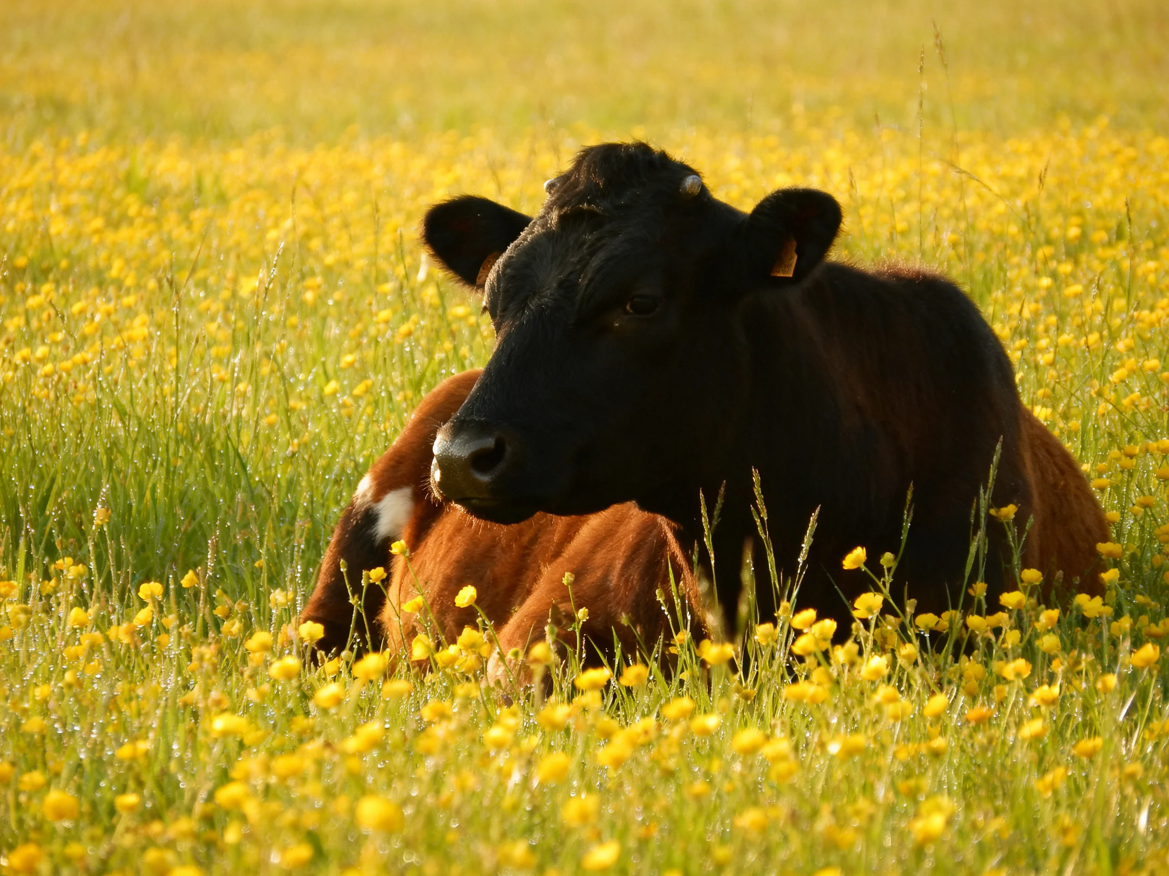 A black cow and brown calf rest in a meadow of yellow wildflowers