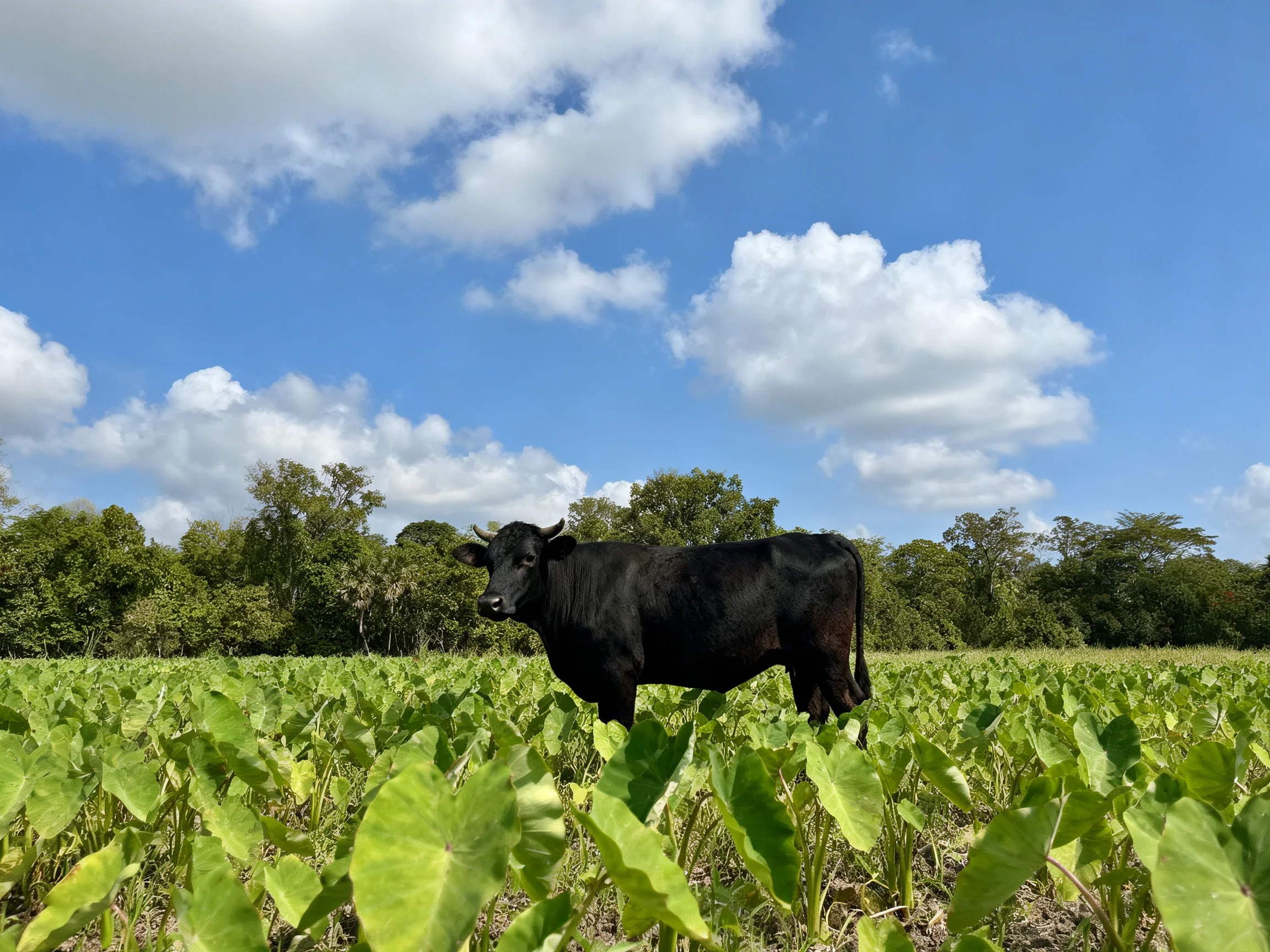 A black cow in a verdant field under a bright blue sky with white clouds