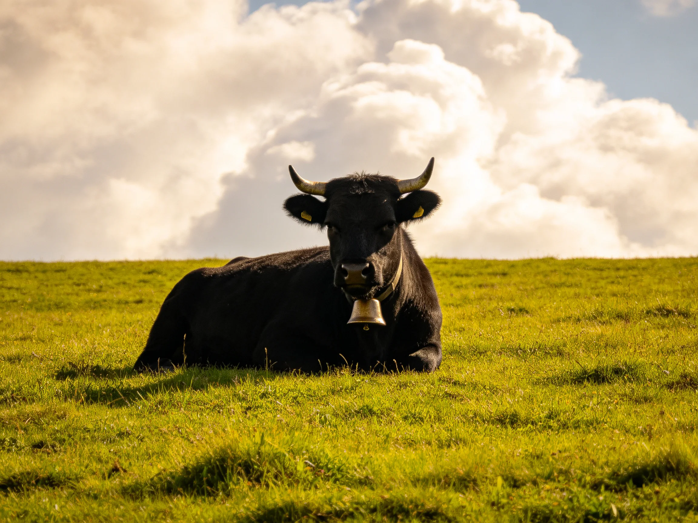 A black cow rests in a lush green meadow under bright blue skies with large clouds