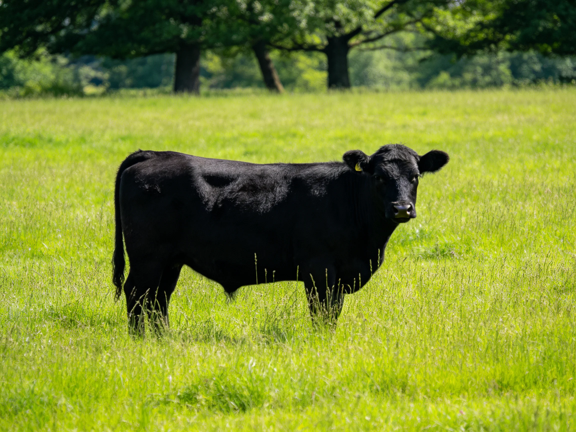A black cow stands alone in a lush green meadow with distant trees