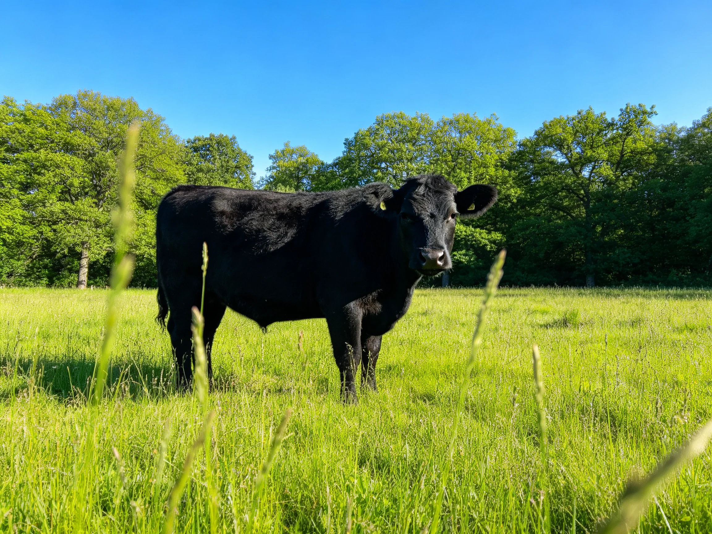 A black cow stands in a lush green meadow beneath clear blue skies.