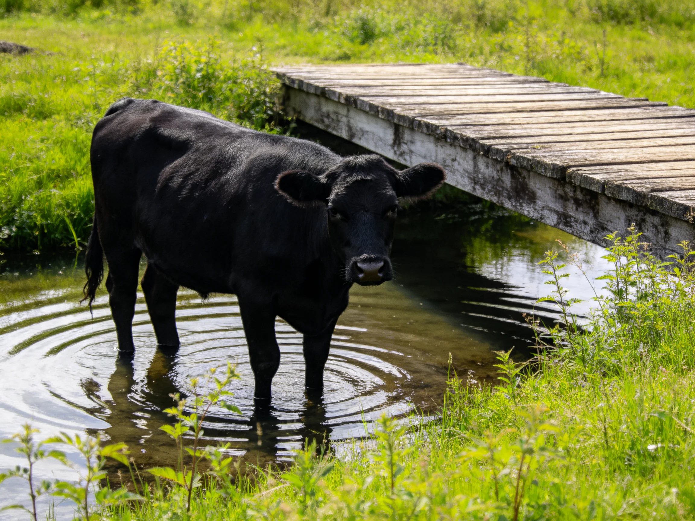 A black cow stands in shallow water near an old wooden bridge