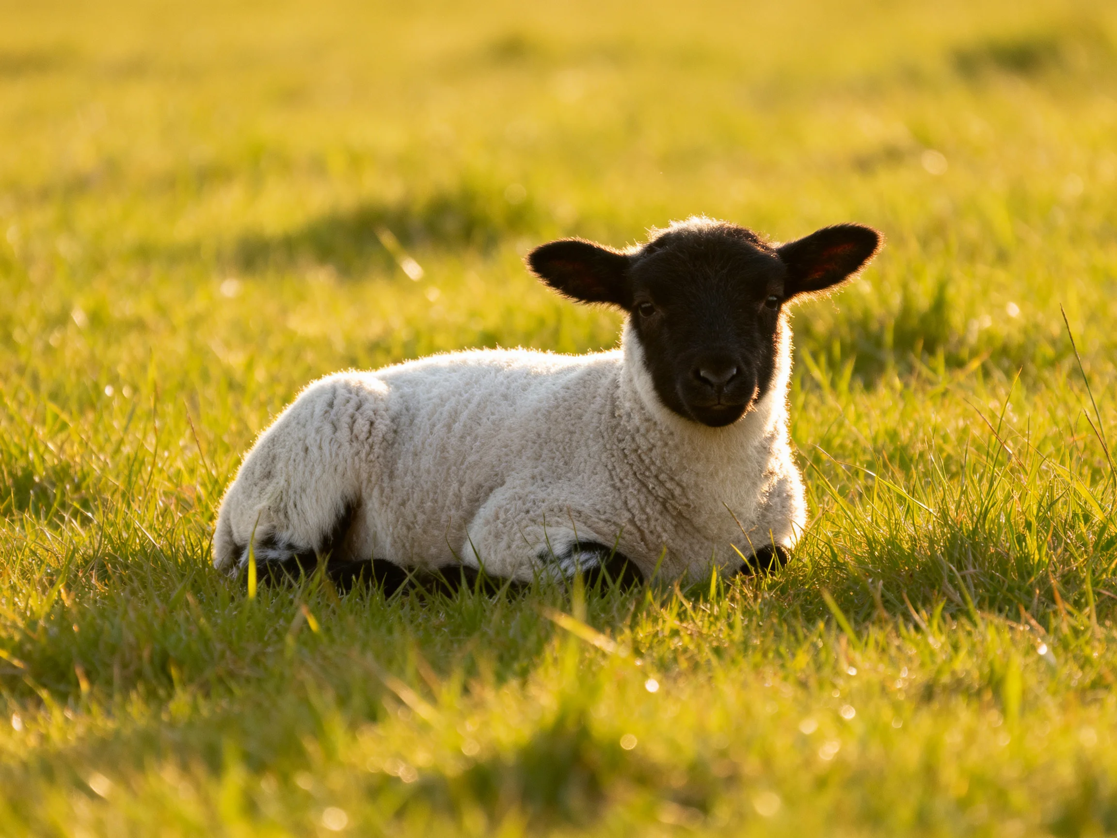 A black-faced lamb rests in sunlit green meadow grass