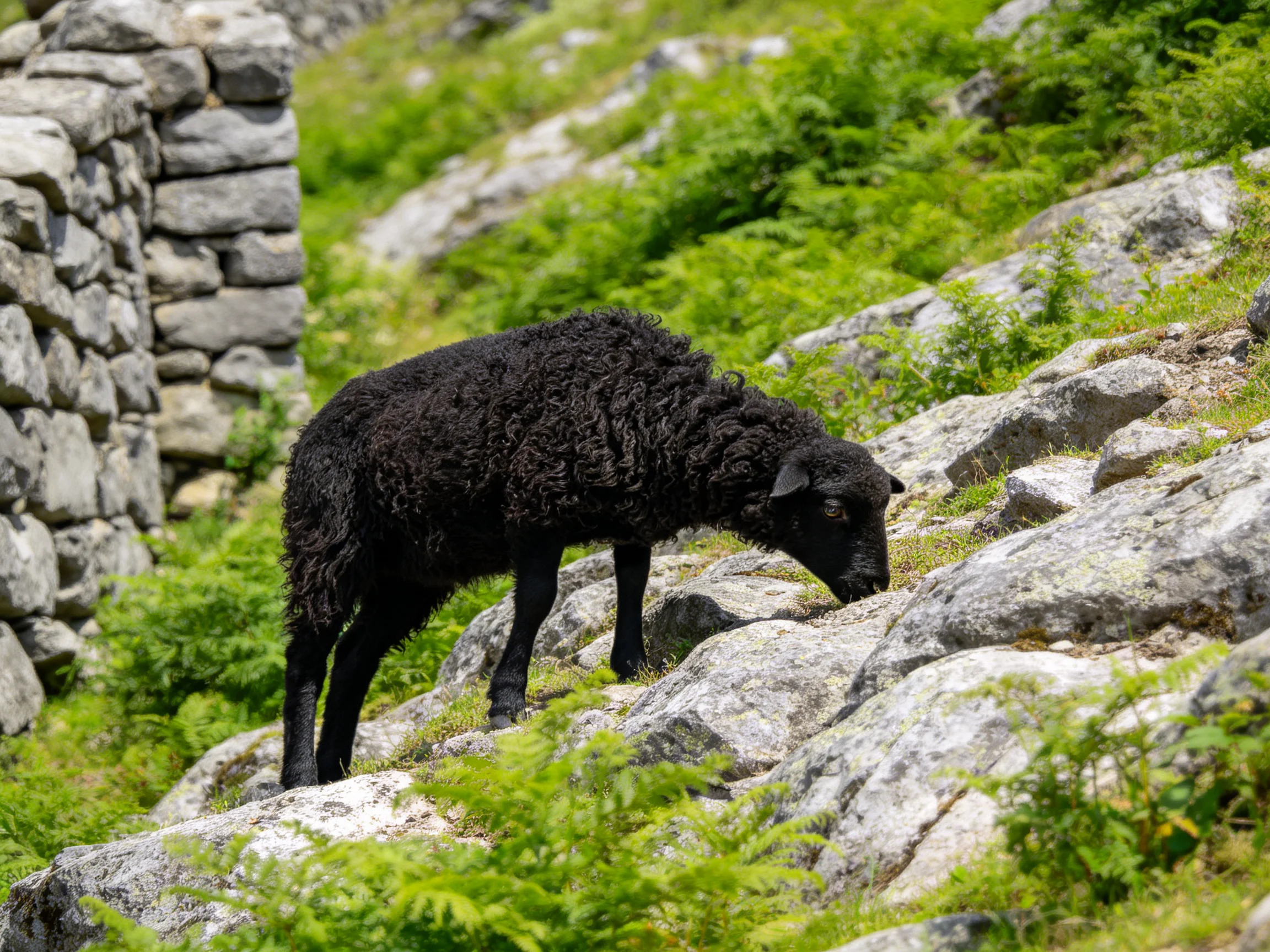A black woolly sheep grazing near a stone wall on rocky terrain
