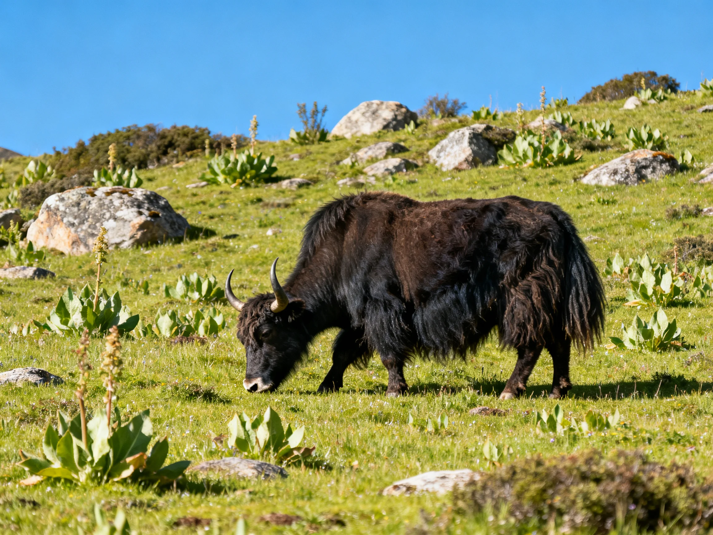 A black yak grazes in a rocky green meadow with scattered boulders