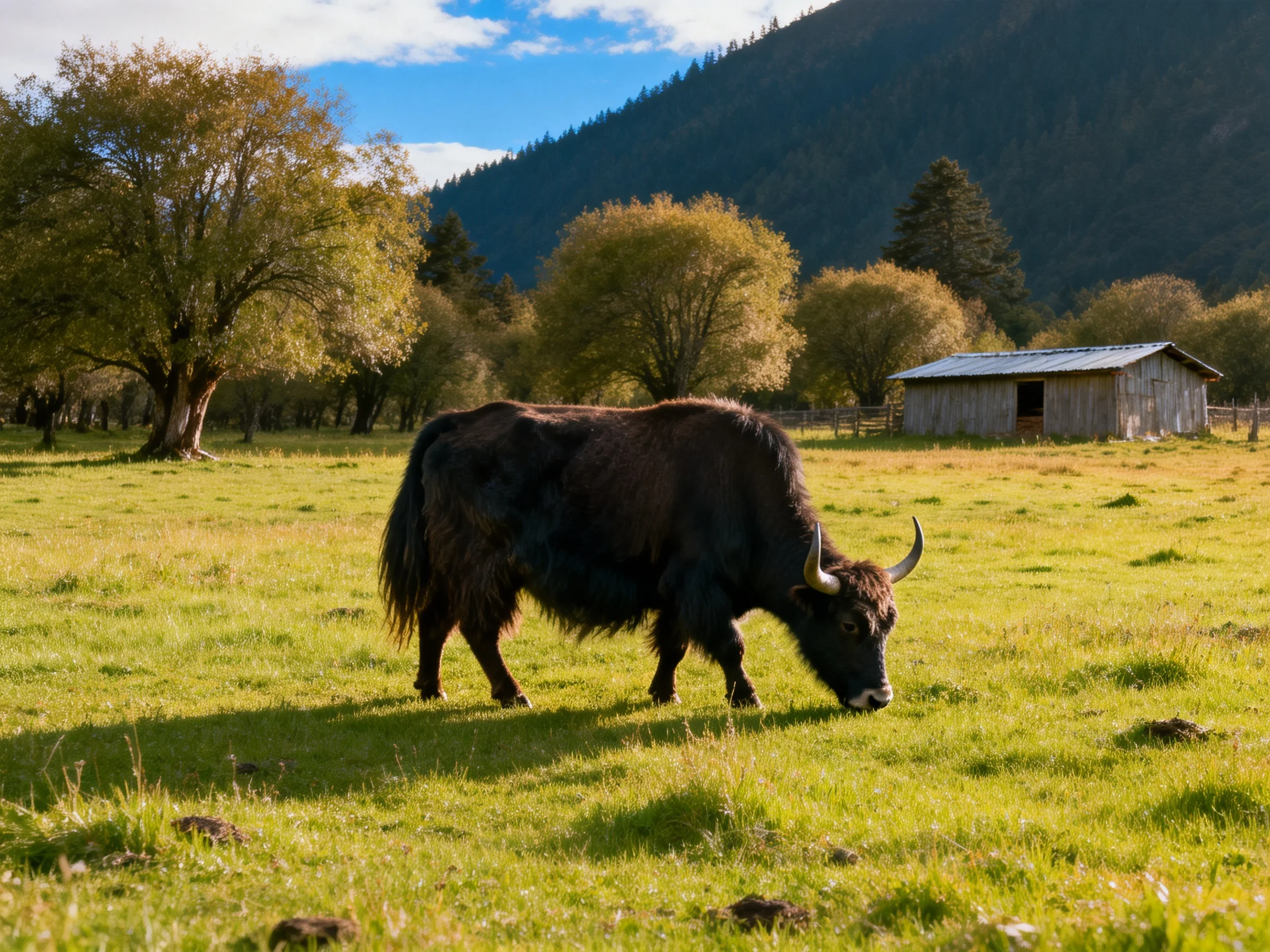 A black yak grazes in a sunlit green meadow near a wooden shed