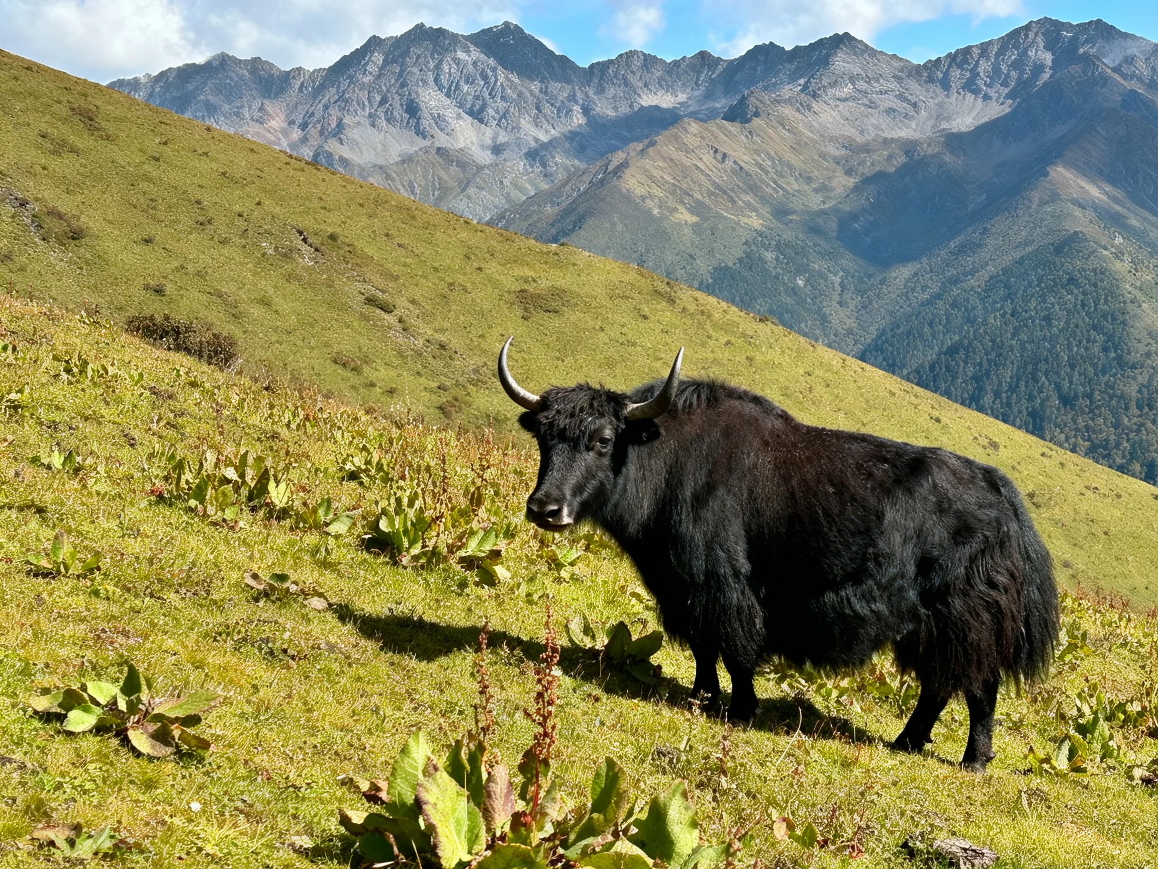A black yak on a lush green hillside with towering mountains