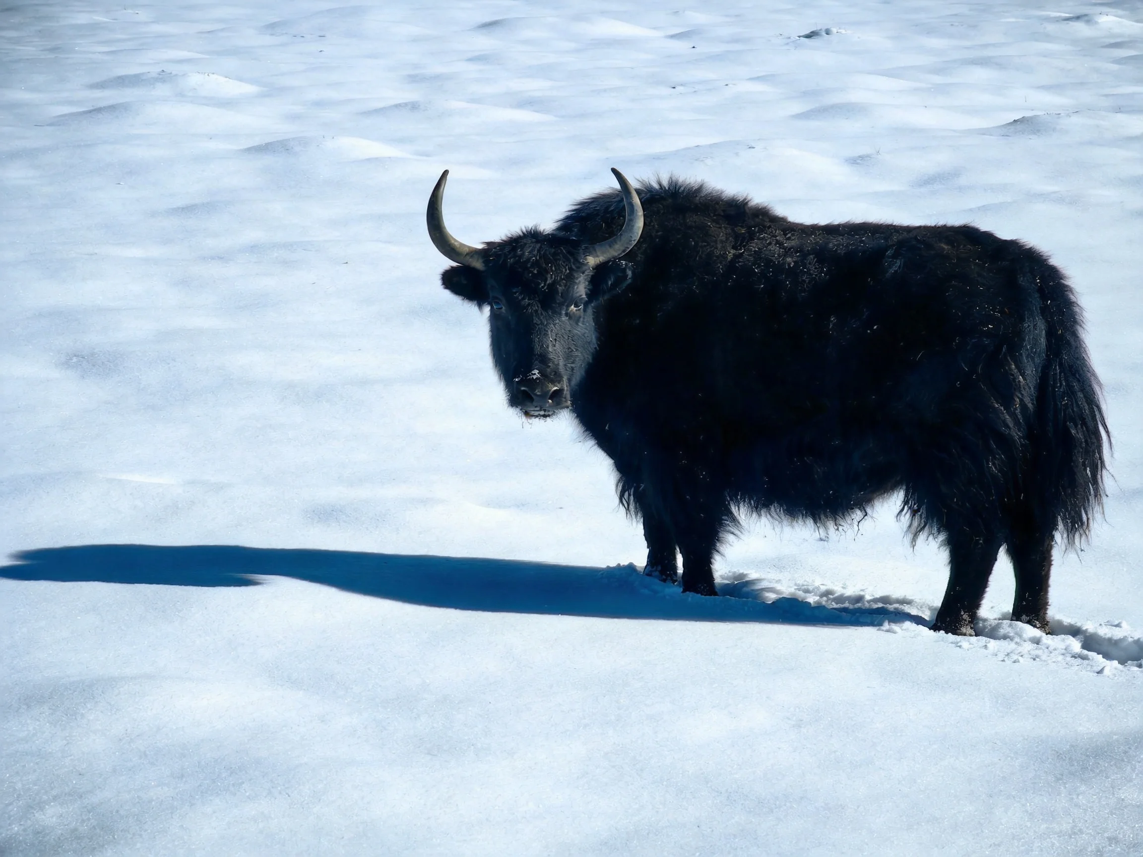 A black yak stands alone in a vast snowy field