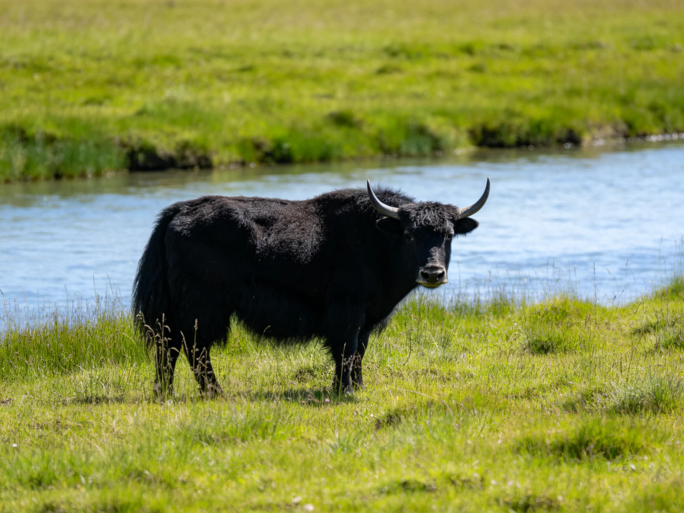 A black yak stands by a calm stream in a verdant meadow
