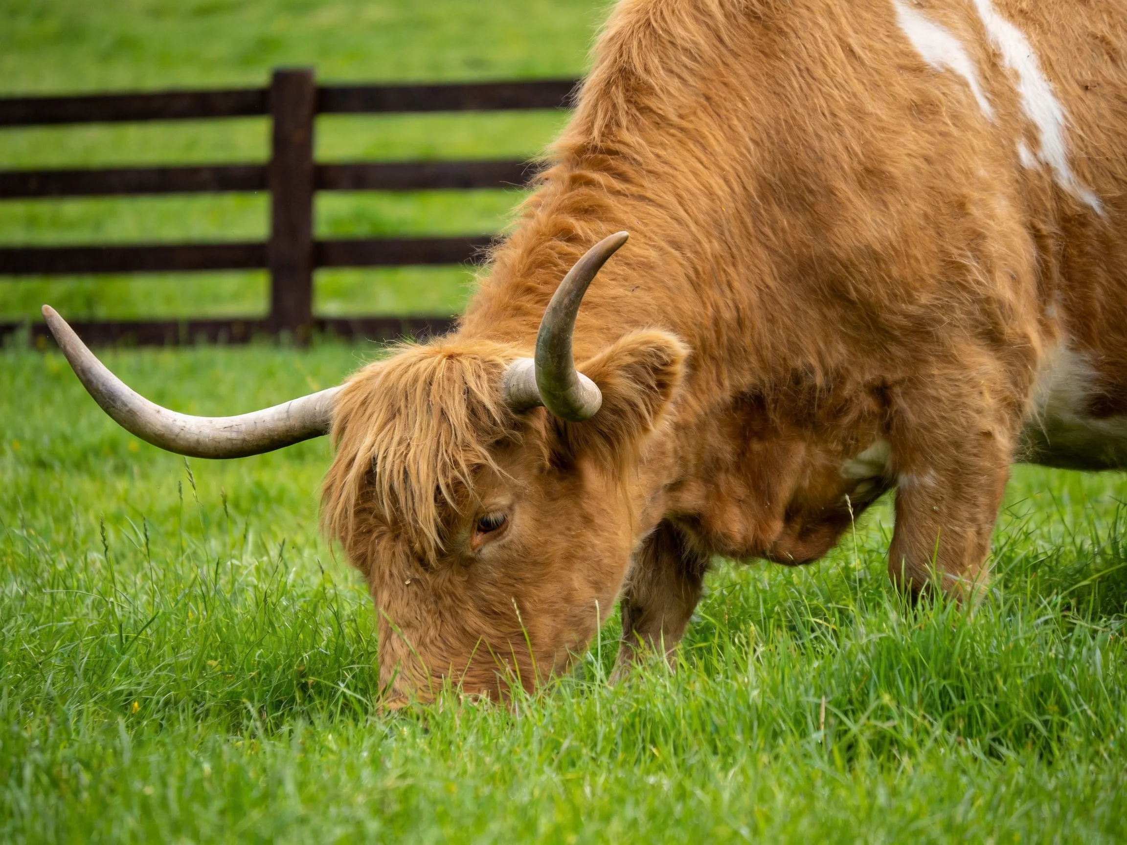 A brown Highland cow grazes in a field of green grass.