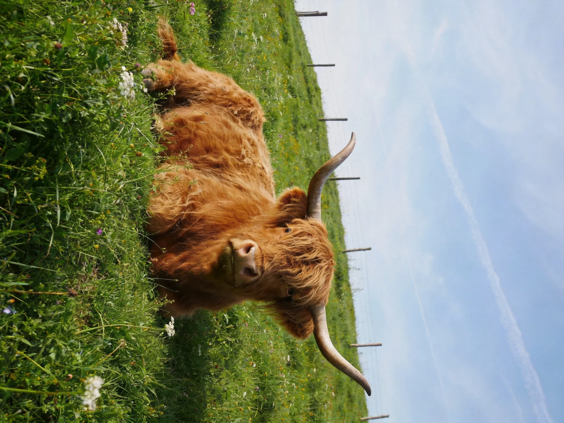 A brown Highland cow lies in a grassy field with fence posts in the distance.