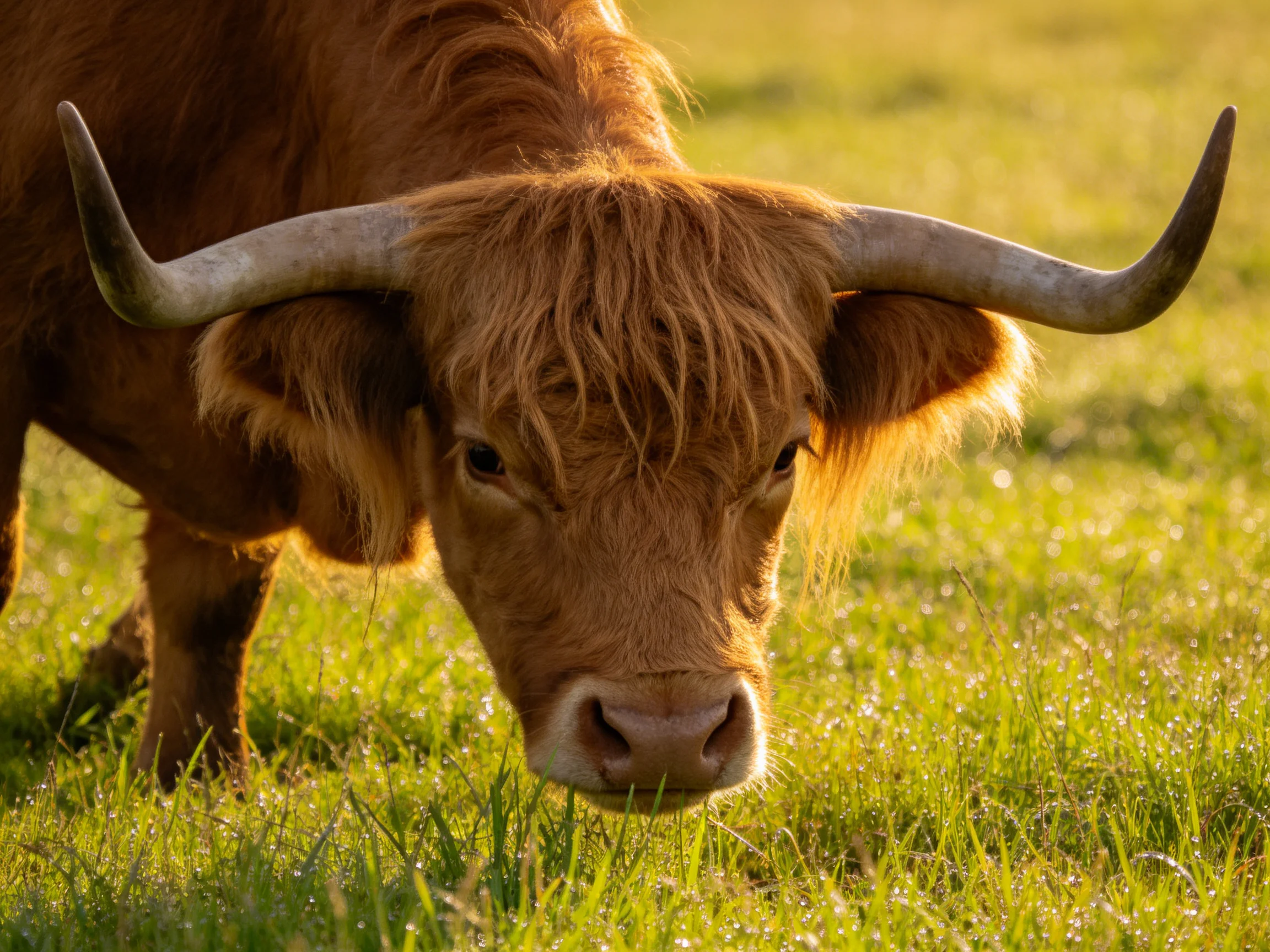 A brown Highland cow grazes in a sunlit green meadow.