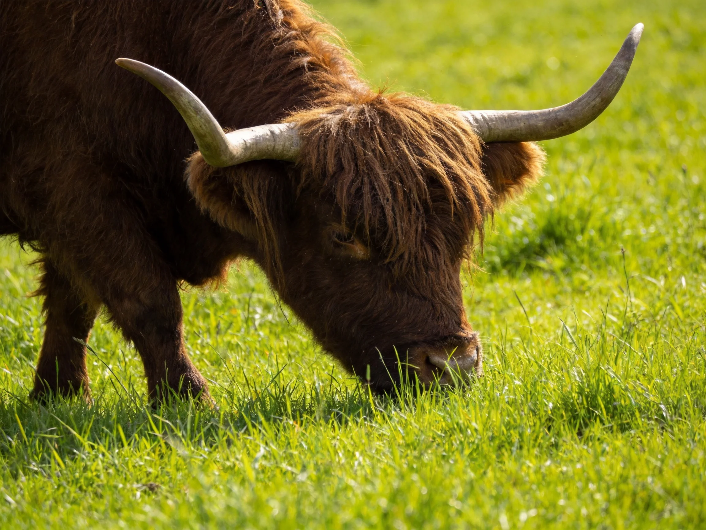A brown Highland cow with large curved horns grazing in lush green grass