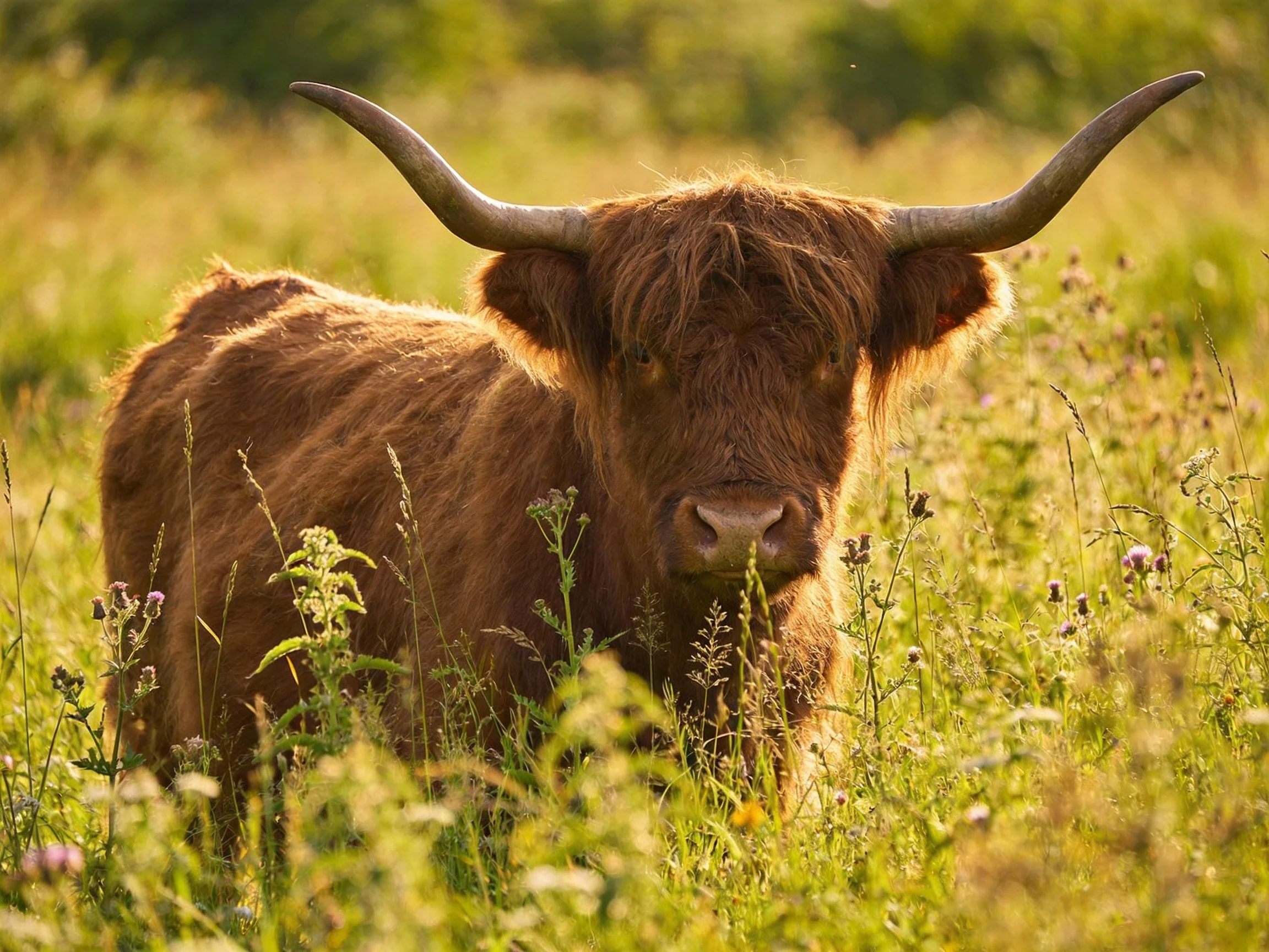 A brown Highland cow with long curved horns in a sunlit meadow