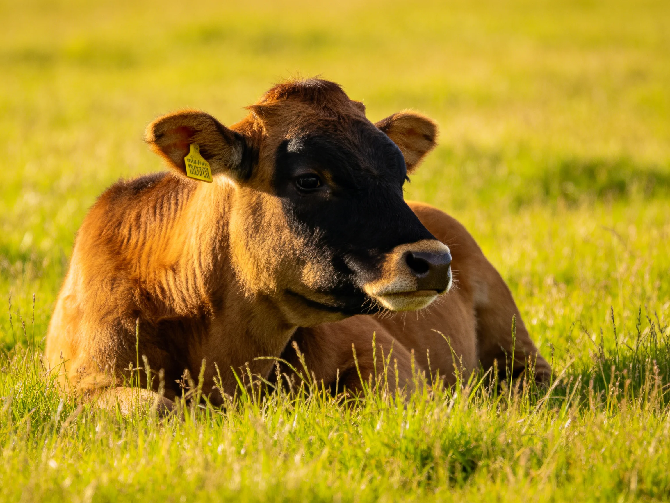 A brown and black calf rests in a sunlit green meadow