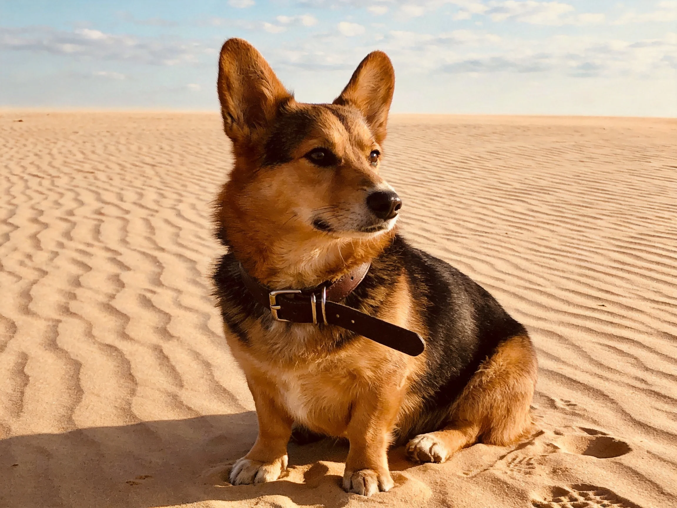A brown and black dog sits on textured desert sand dunes