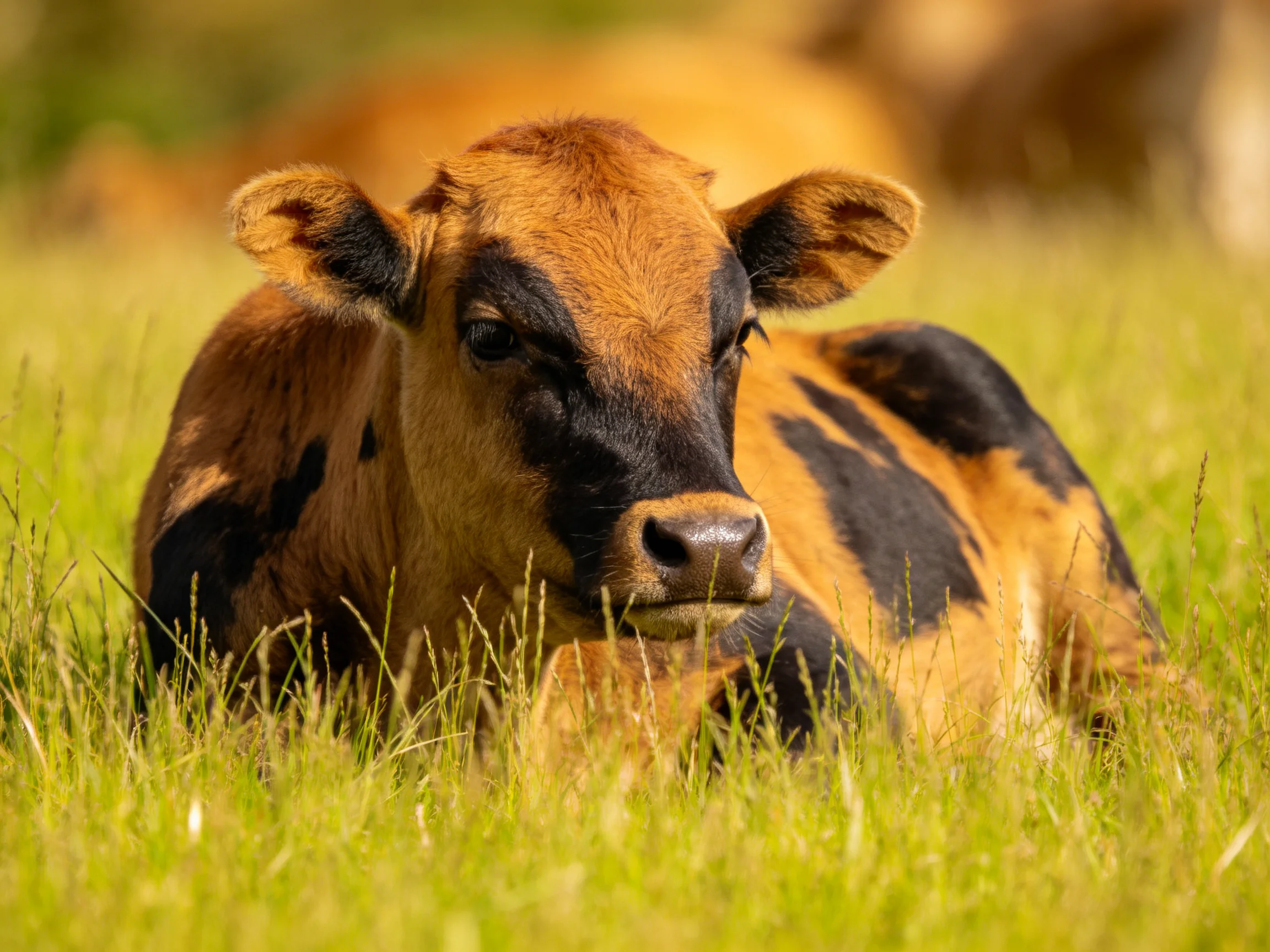 A brown and black spotted calf resting in lush green grass