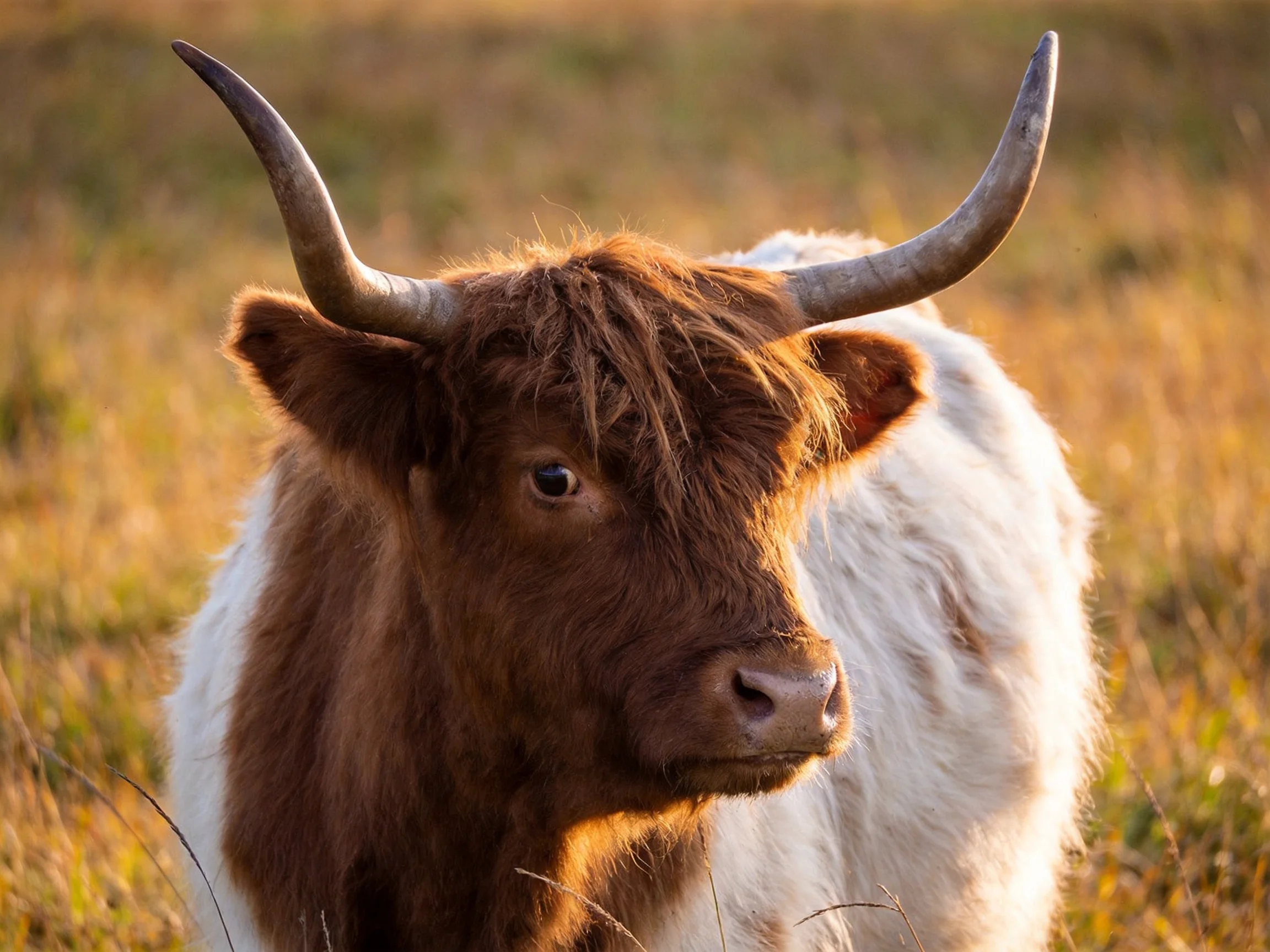 A brown and white Highland cow stands in a sunlit meadow.