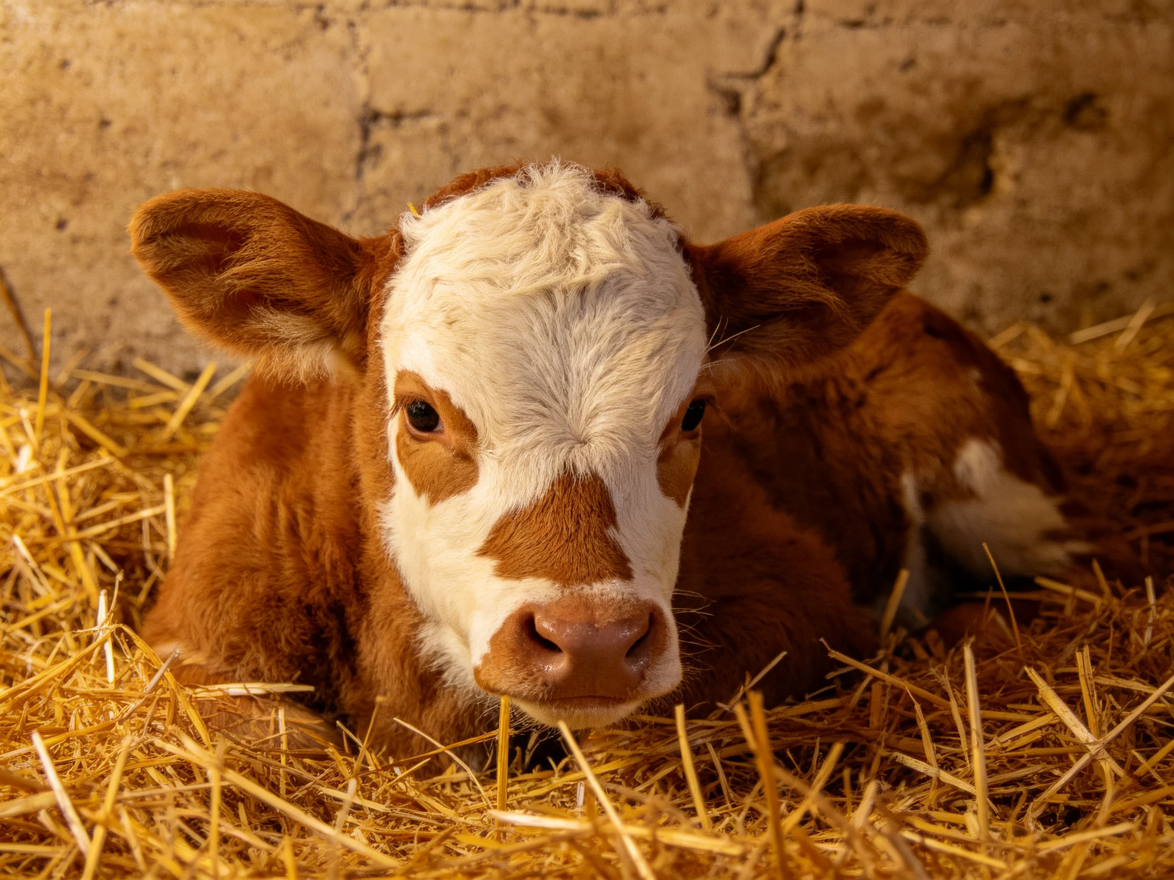 A brown and white calf resting on golden straw beside a weathered stone wall
