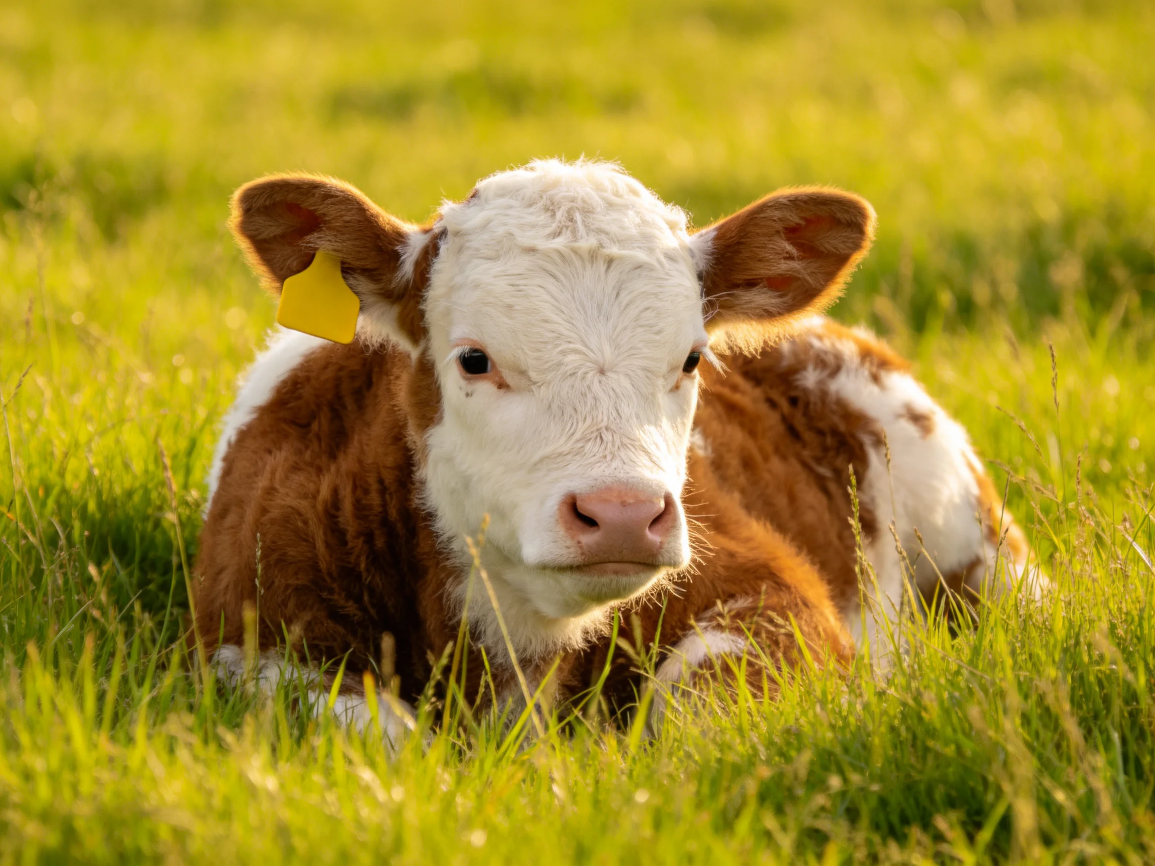 A brown and white calf rests in lush green meadow grass