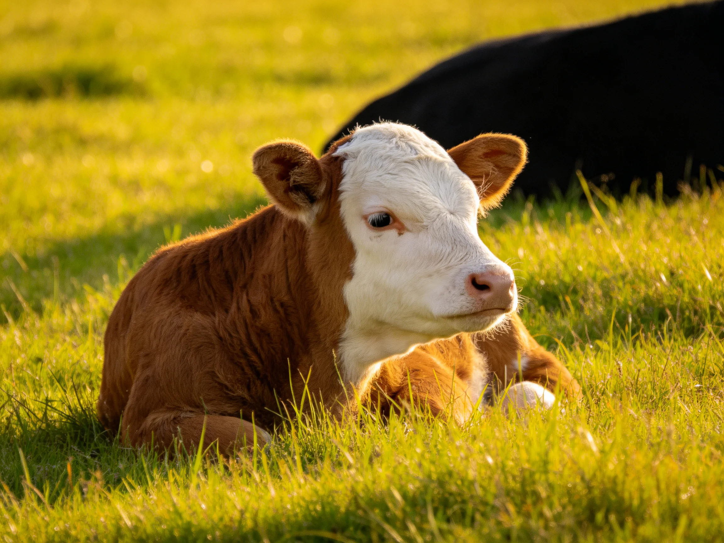 A brown and white calf rests in sunlit green pasture near a black cow