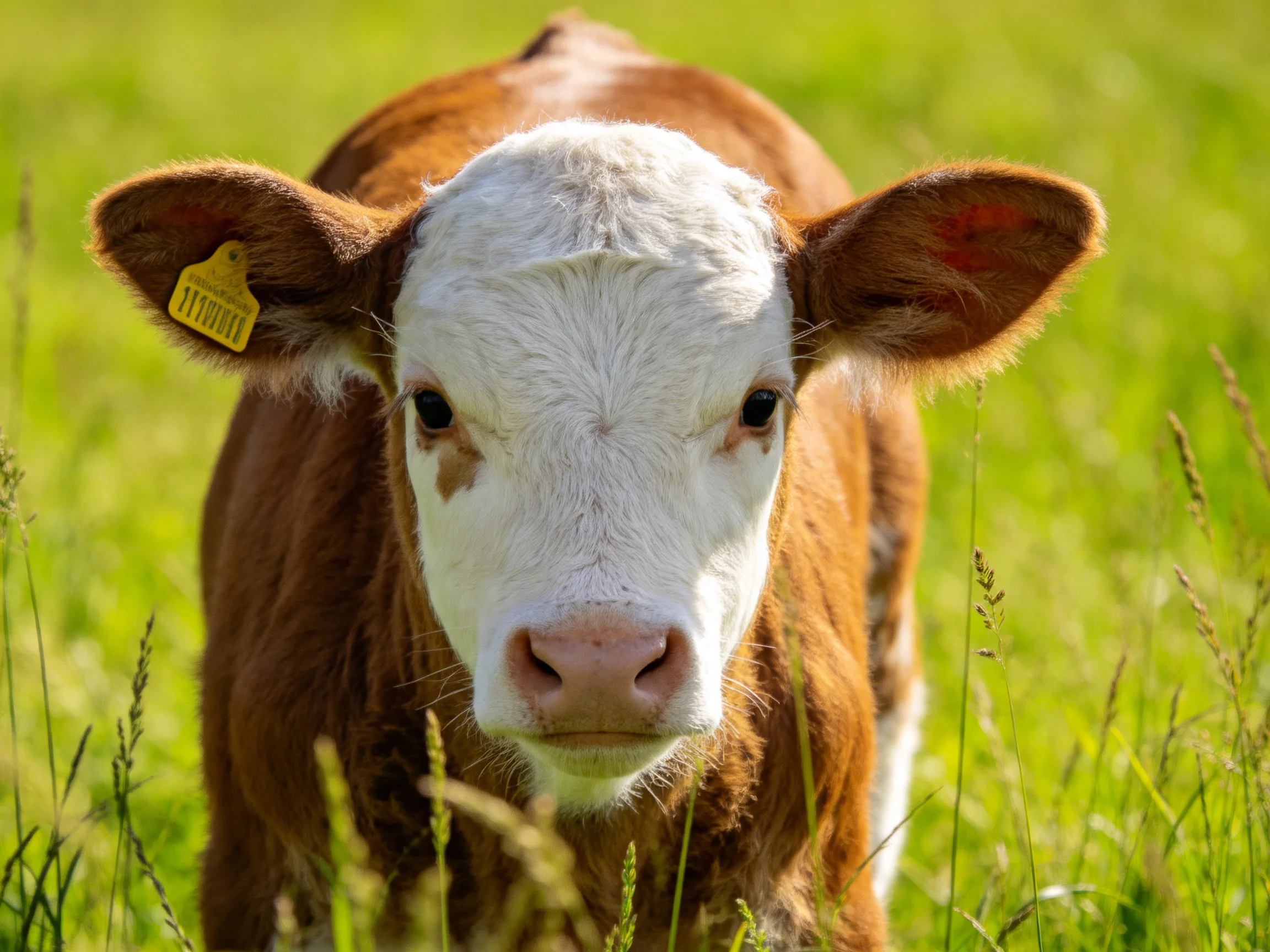 A brown and white calf stands in a lush green meadow with tall grass