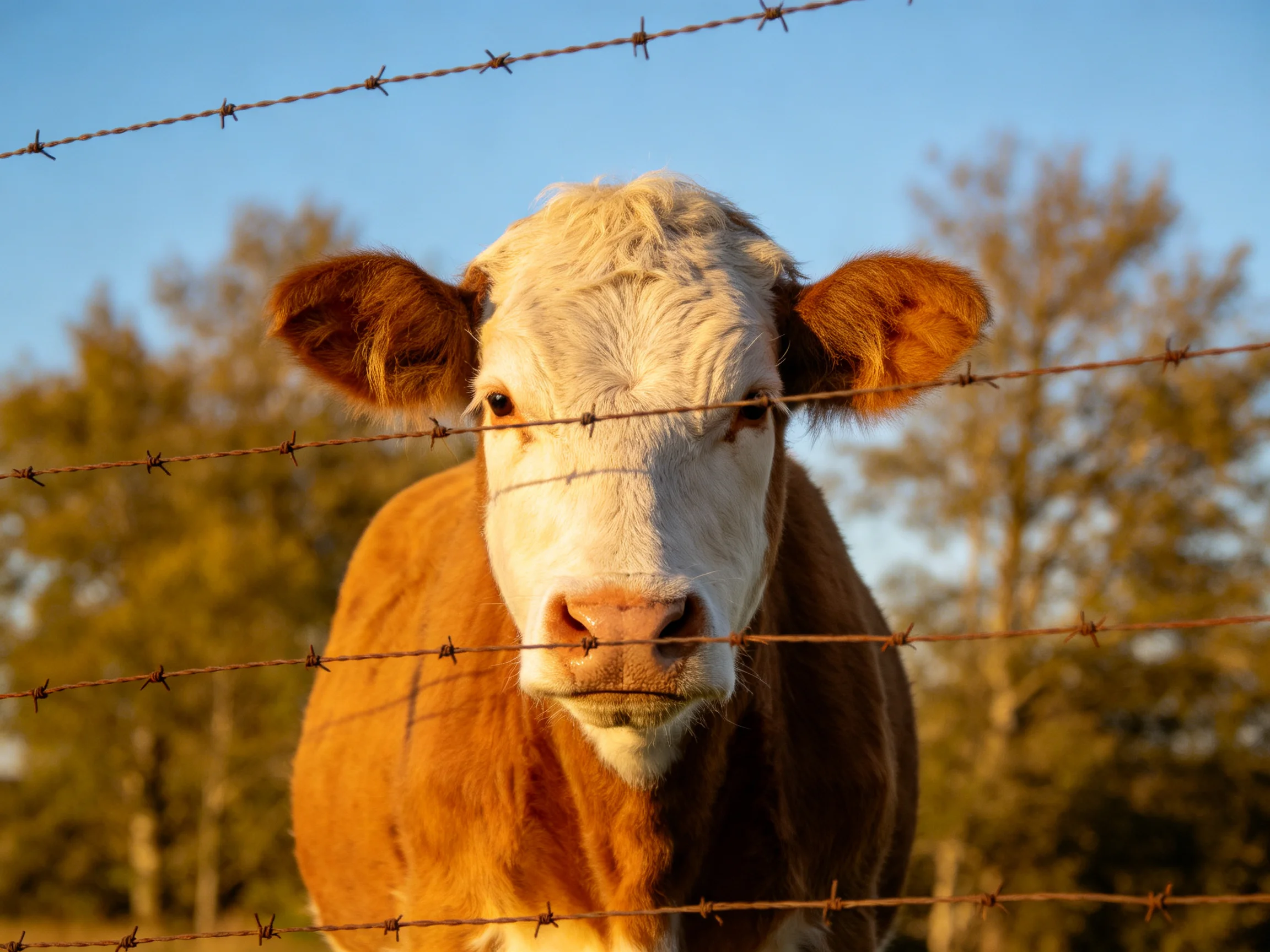A brown and white cow behind rusty barbed wire with golden trees